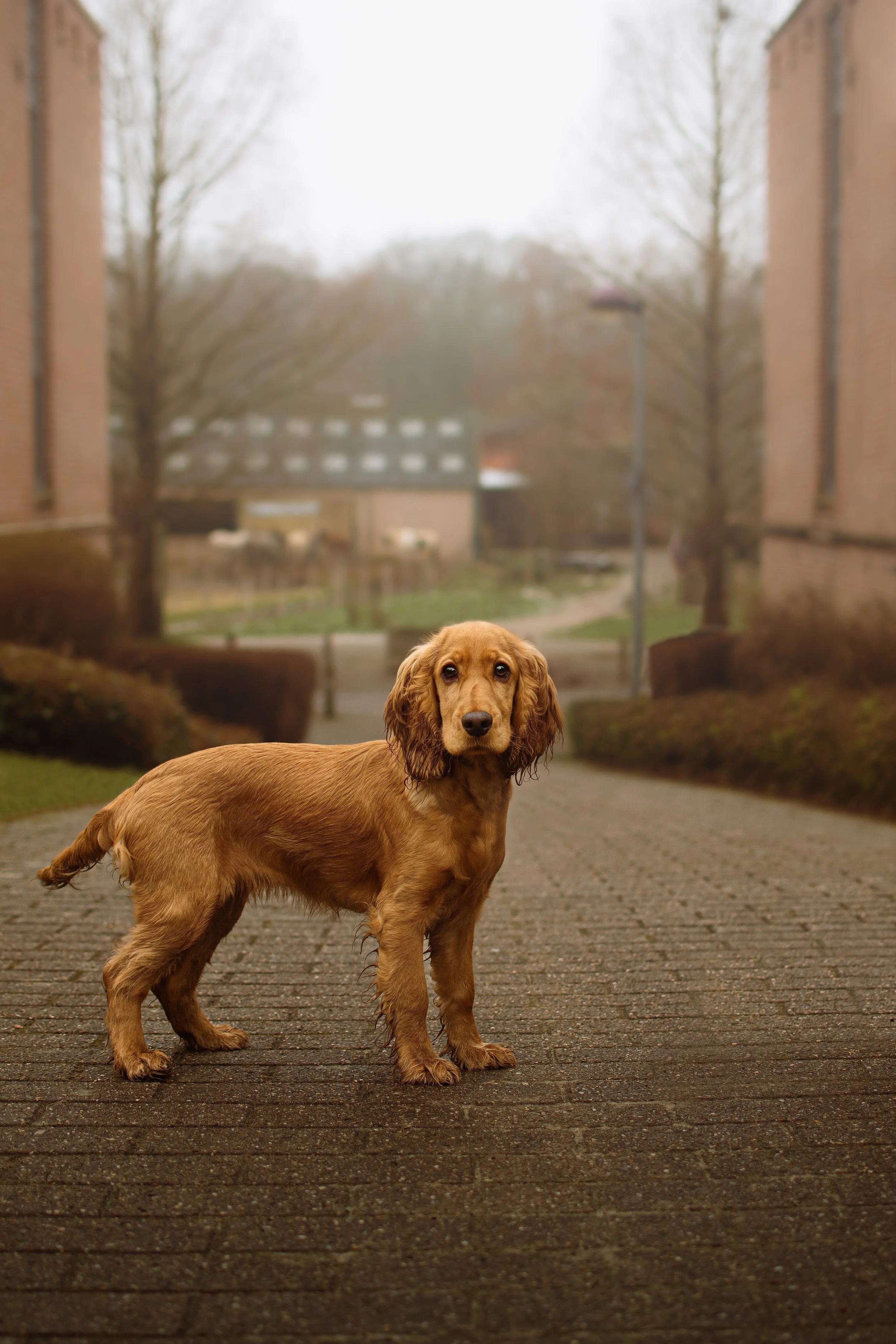 Un chien de race Cocker Spaniel au centre d'une allée pavée, avec des bâtiments en briques de chaque côté et des arbres sans feuilles en arrière-plan, par une journée brumeuse.