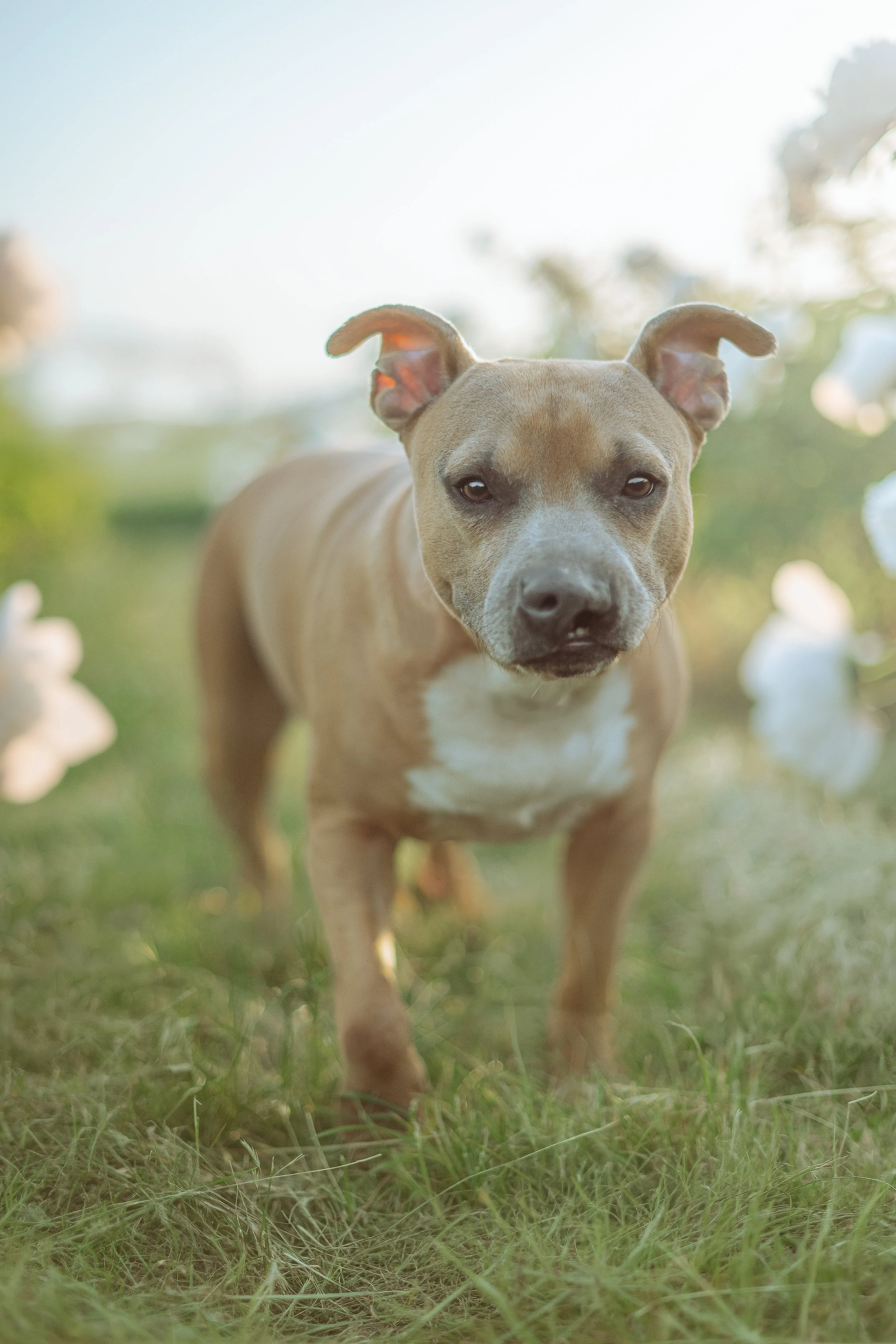Un chien de race Staffordshire Bull Terrier beige marche dans un champ d'herbe verte sous une lumière naturelle douce.