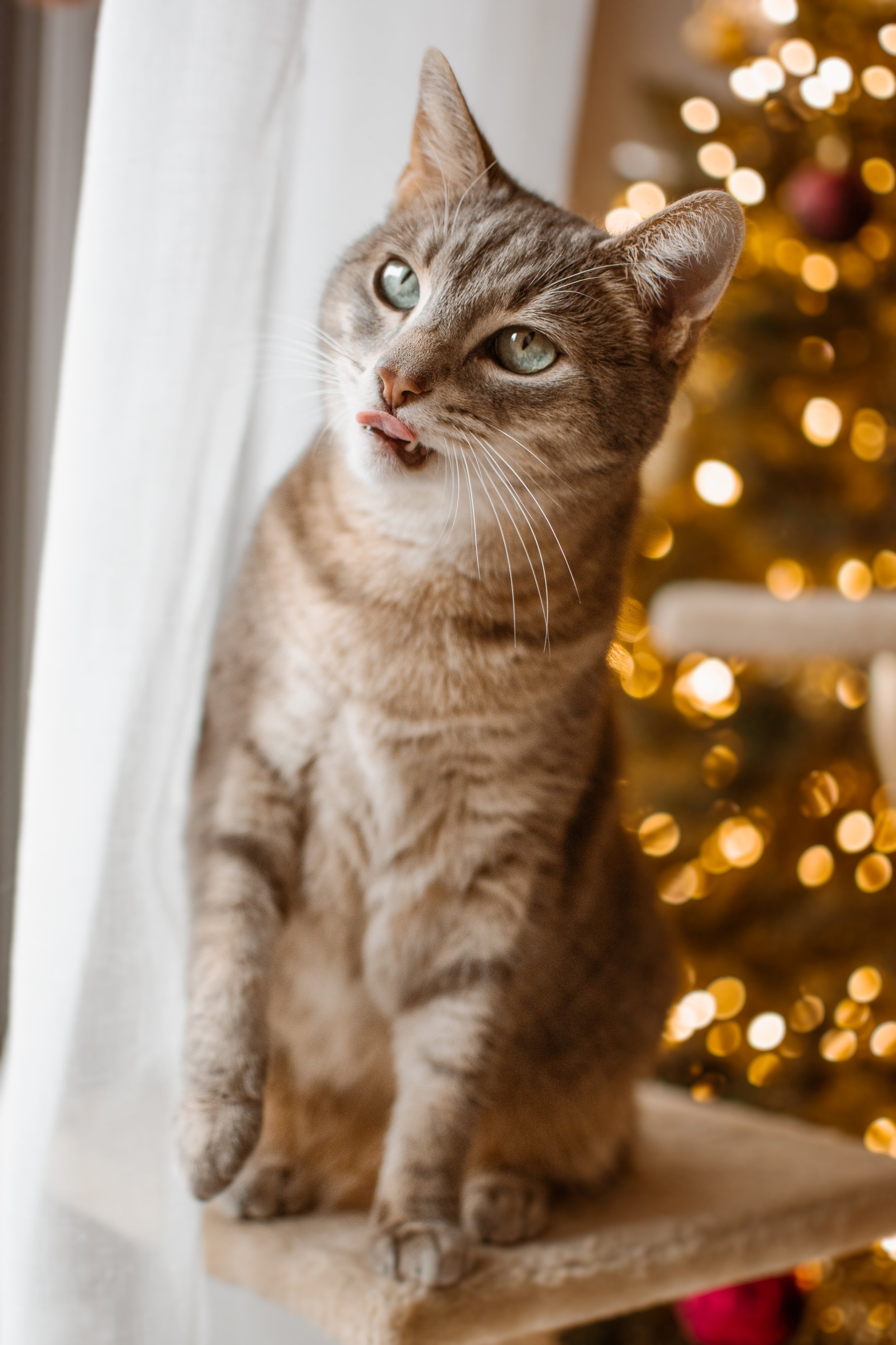 DSC_0133-Modifier.jpg