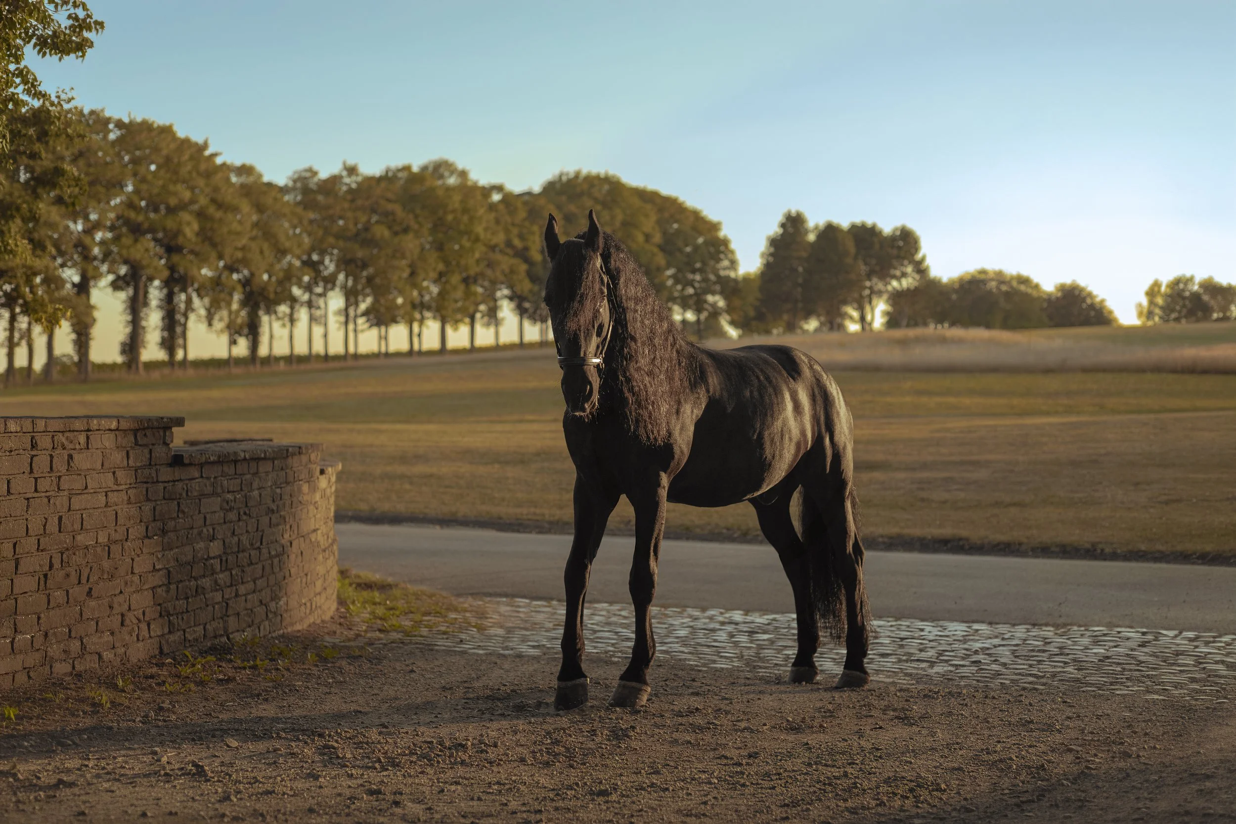 Un cheval noir se tient dans un enclos en plein air, entouré d'arbres au coucher du soleil.