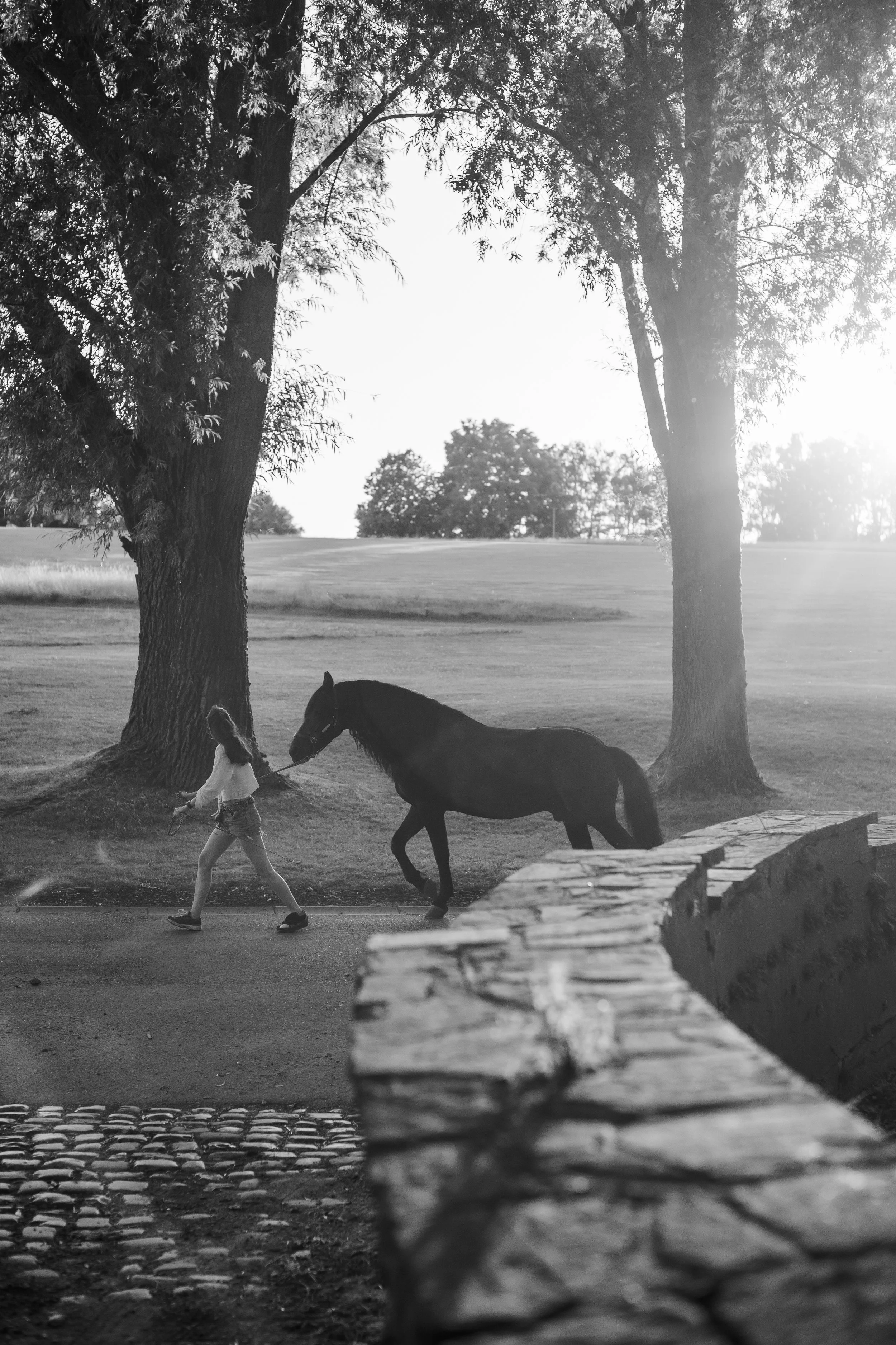 Une jeune fille marche avec un cheval dans un parc, entourée d'arbres, en noir et blanc.