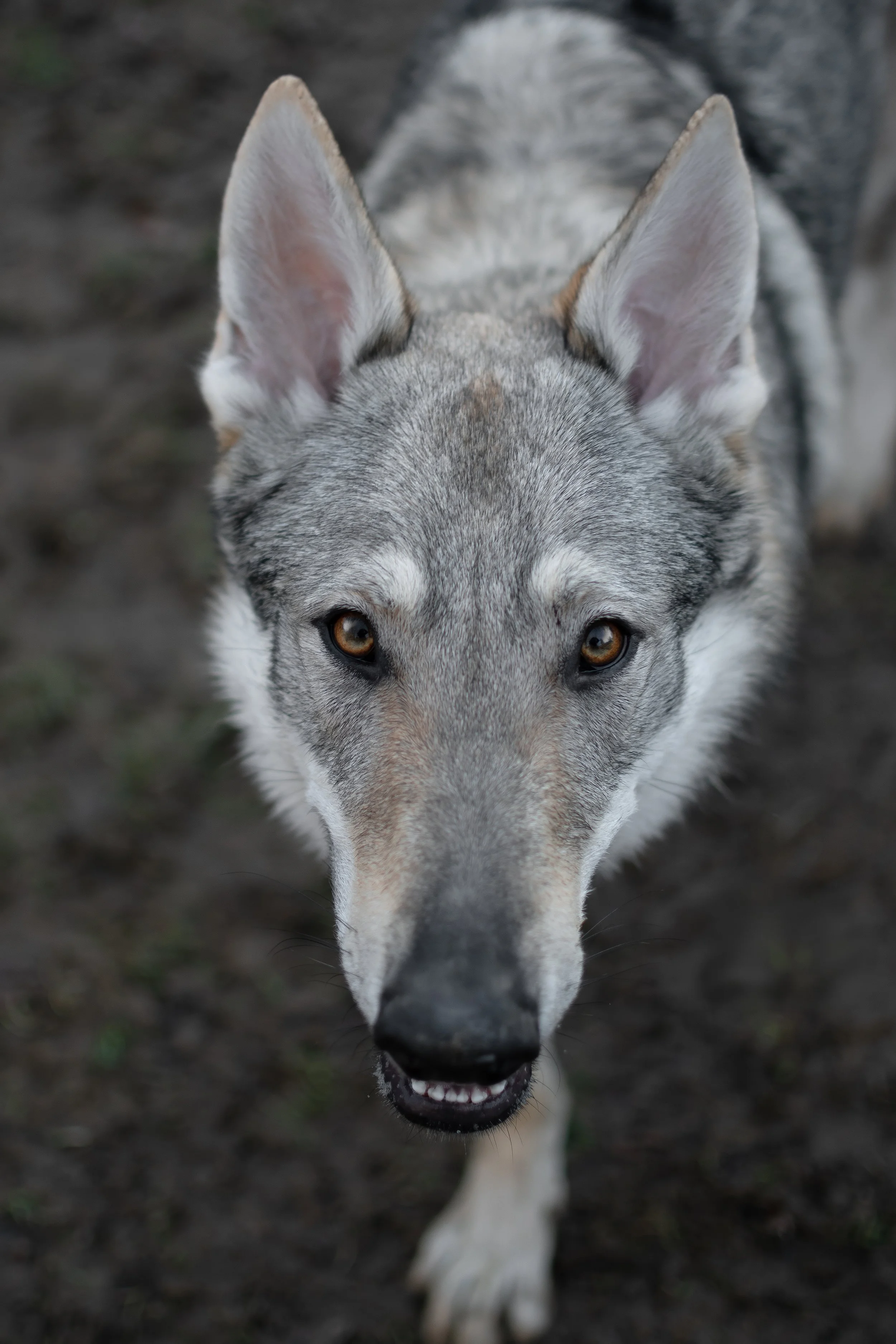 Un chien-loup gris en marche, regardant directement la caméra, avec un pelage rayé gris et blanc, dans un environnement extérieur.
