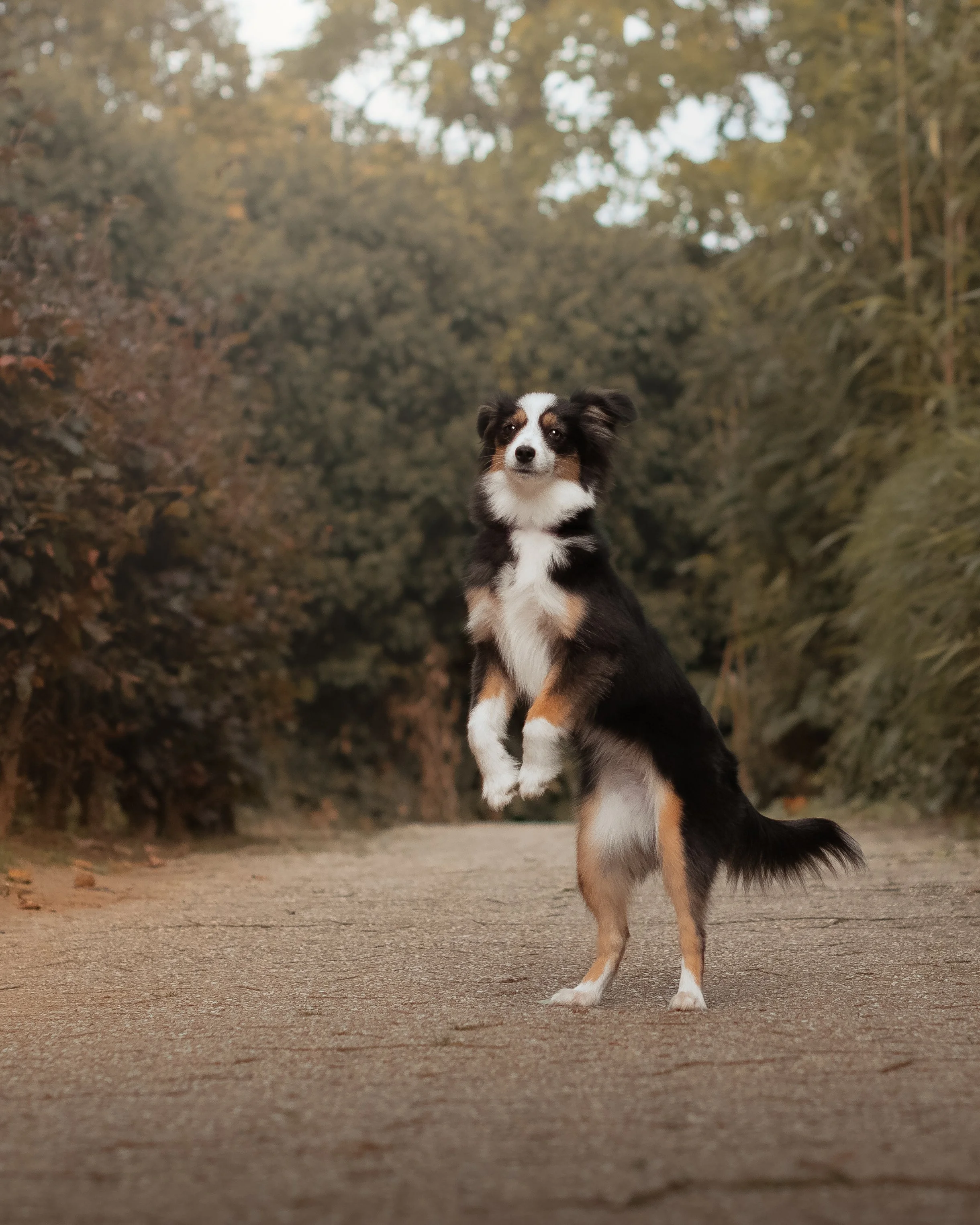 Un chien de race Berger américain miniature qui saute sur ses pattes arrière dans une zone boisée.