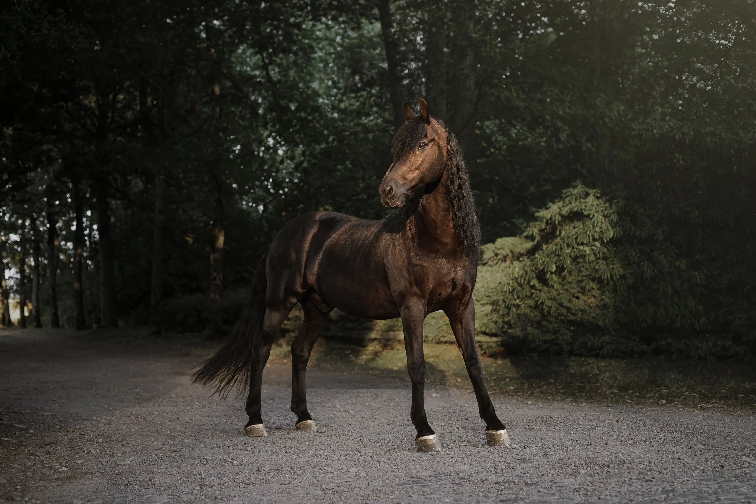 Un cheval brun foncé avec une crinière bouclée se trouve dans une forêt.