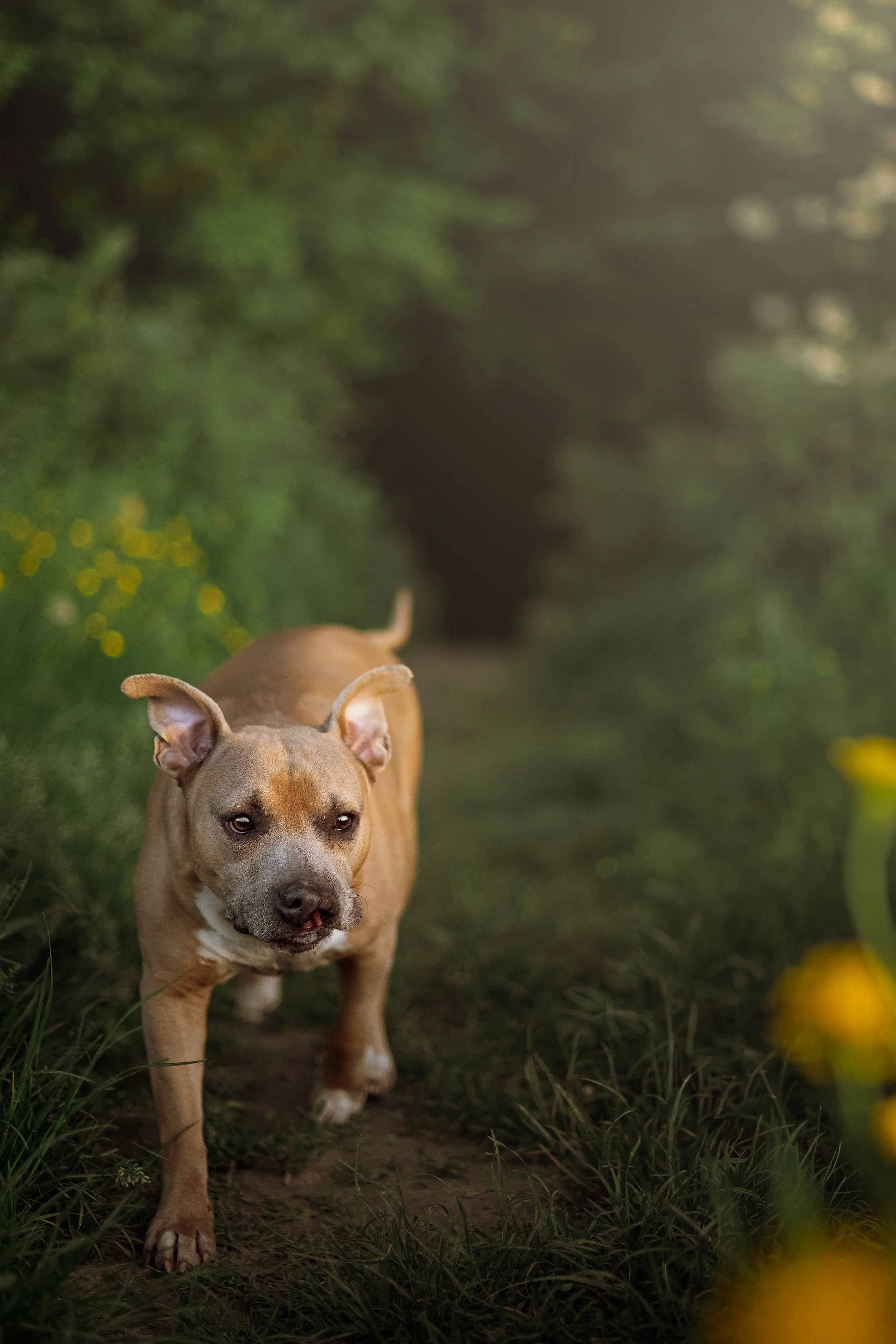 Un chien de race Staffordshire Bull Terrier marchant dans un sentier forestier.