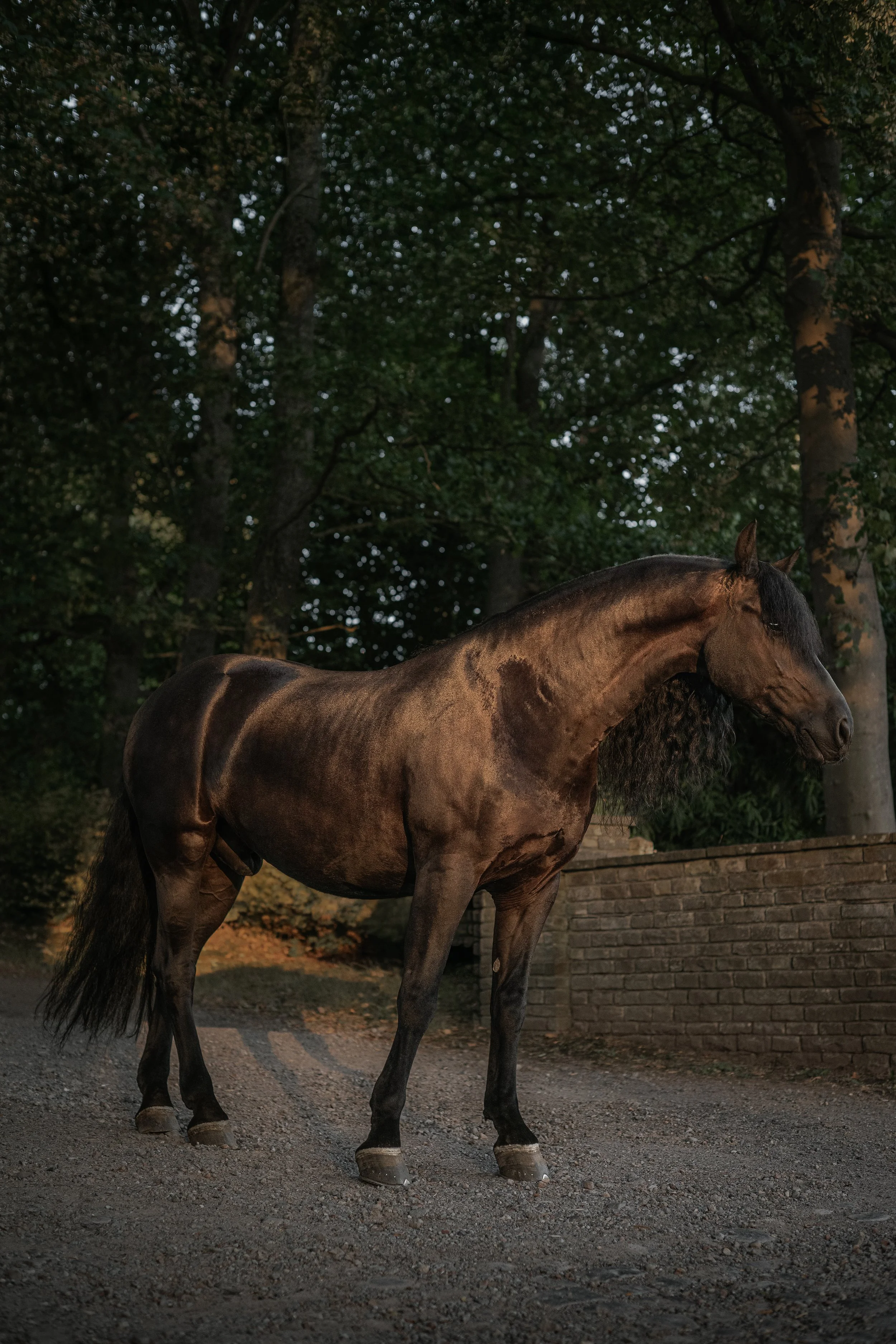Un cheval brun foncé avec une crinière noirâtre se trouve sur un chemin en gravier, entouré d'arbres et d'une clôture en pierre, dans un environnement naturel, au crépuscule.