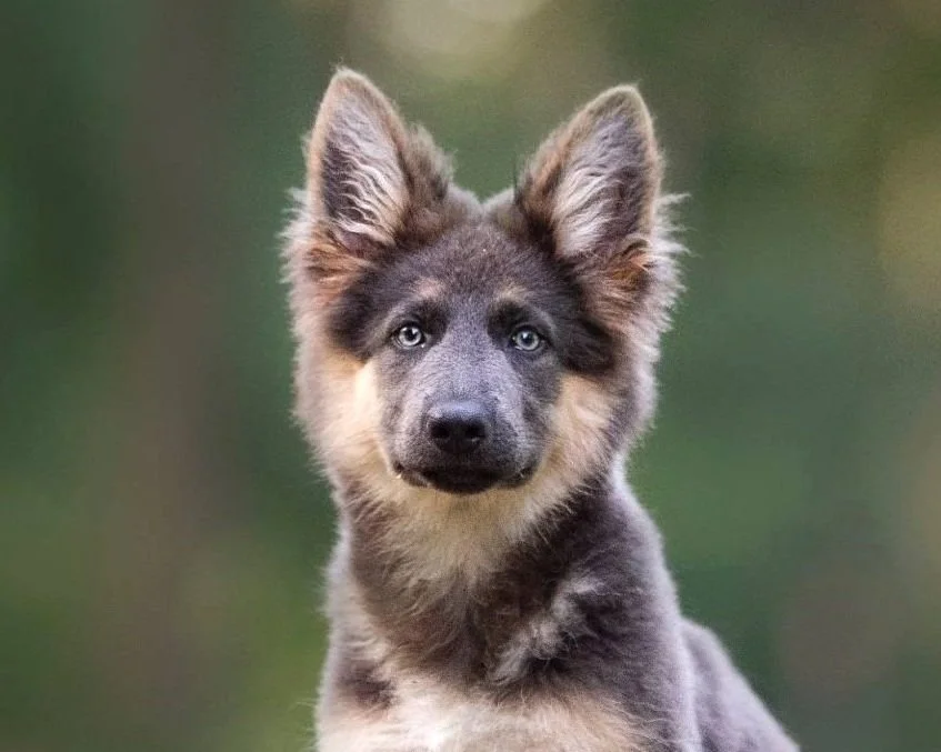 Minds Alike Dog Training and Behaviour