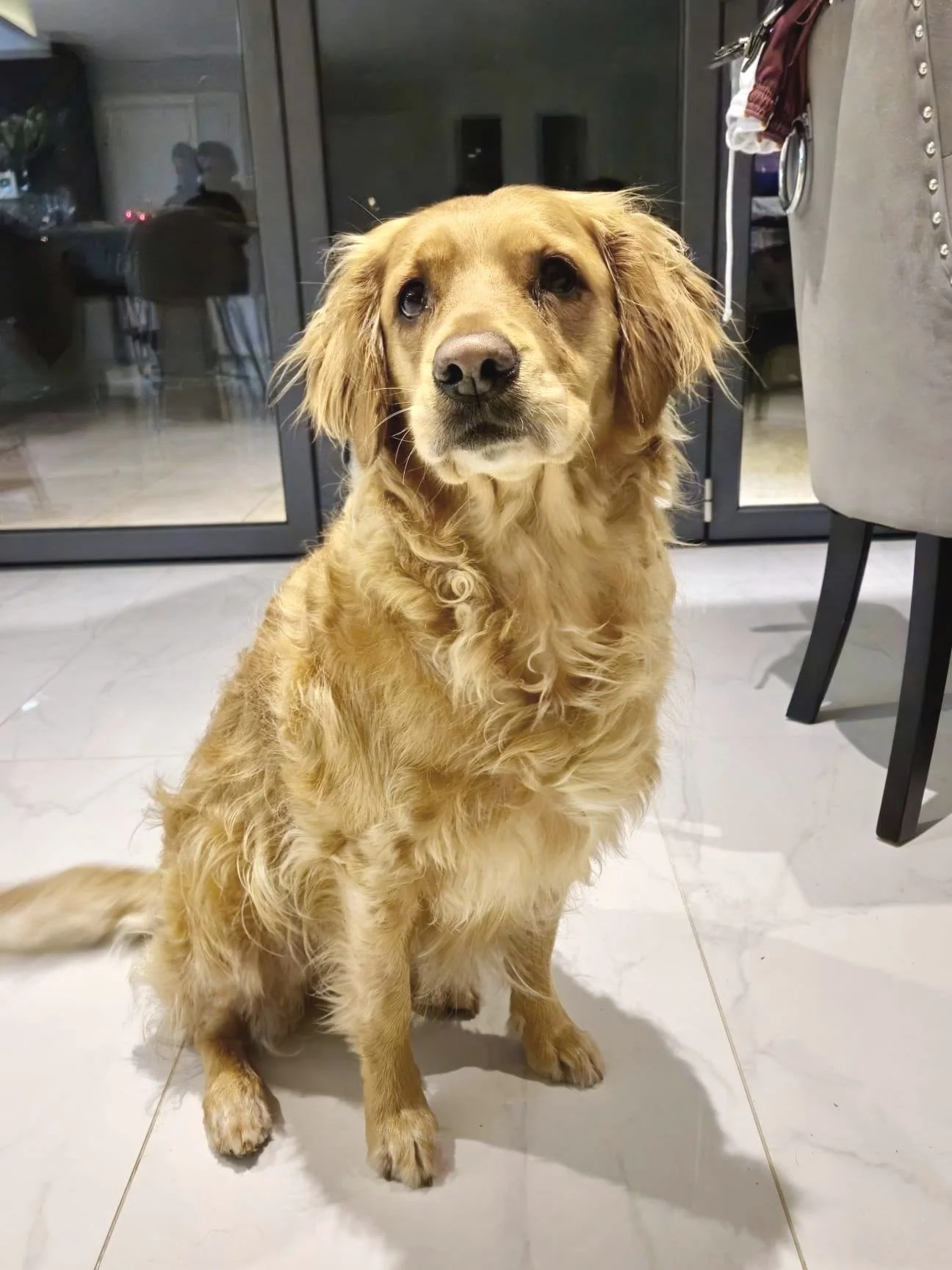1:1 Recall Training for Dogs in Buckinghamshire and Hertfordshire ...