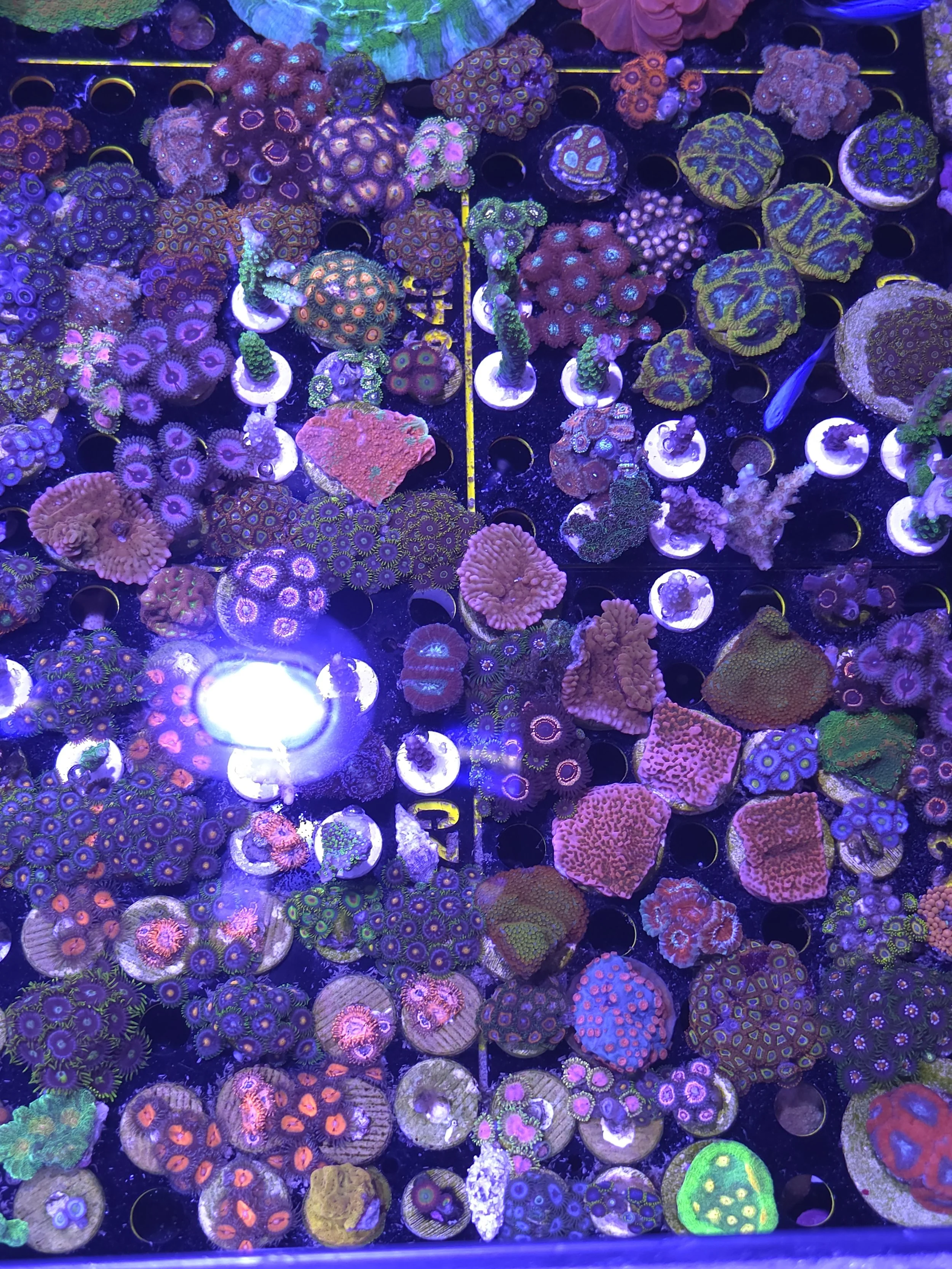 SPS coral pack