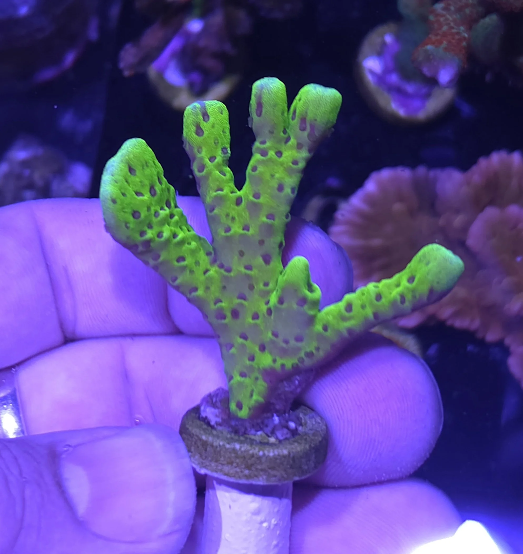 Slime ball anacropora