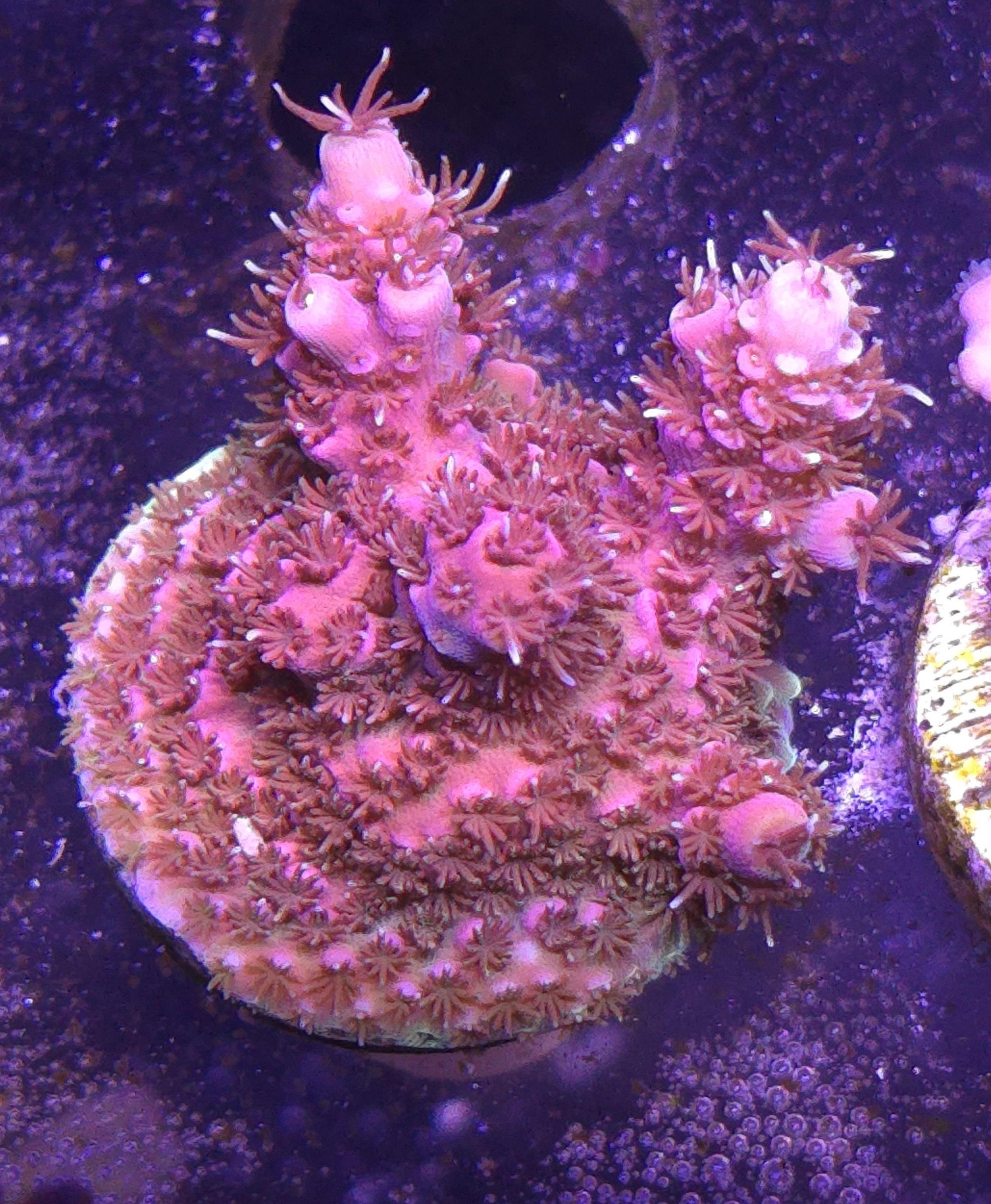 Pink millepora