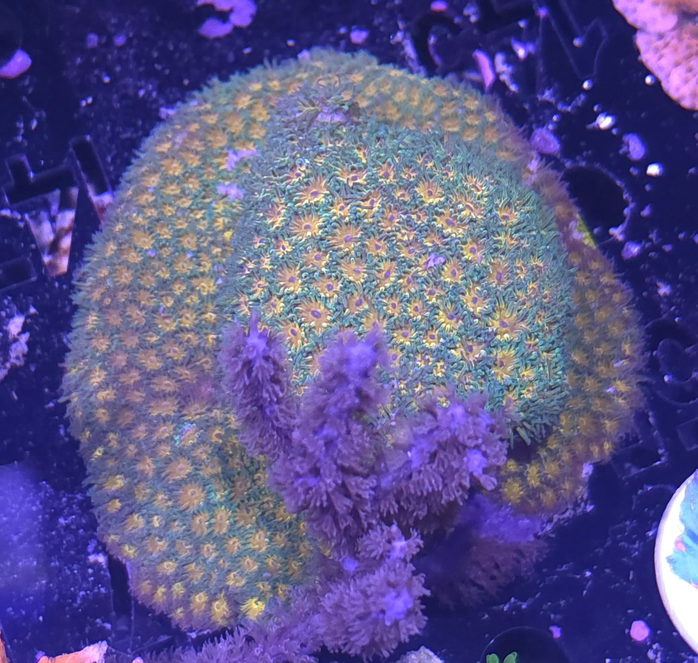 Leptastrea colony gorgonian combo