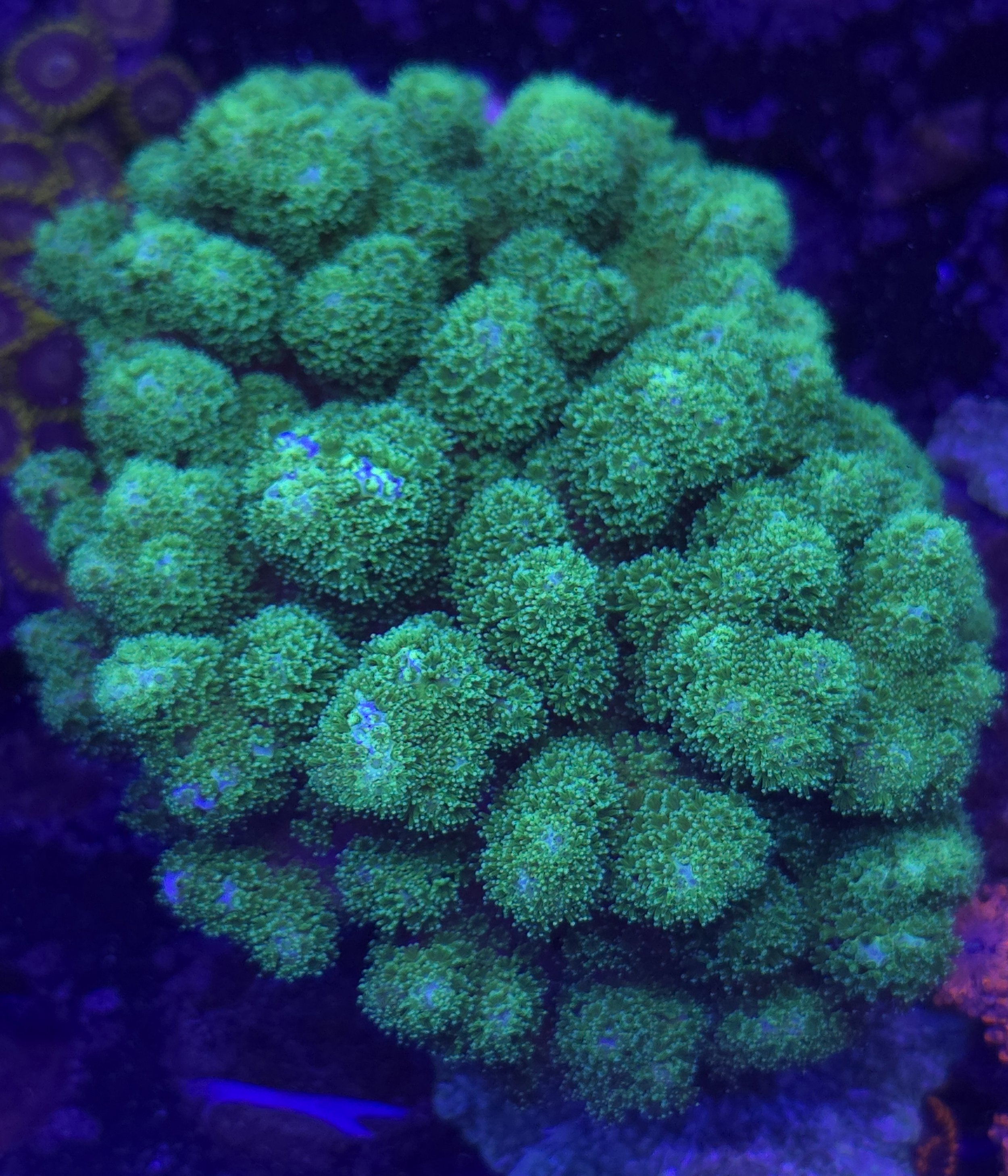 Green pocillopora colony