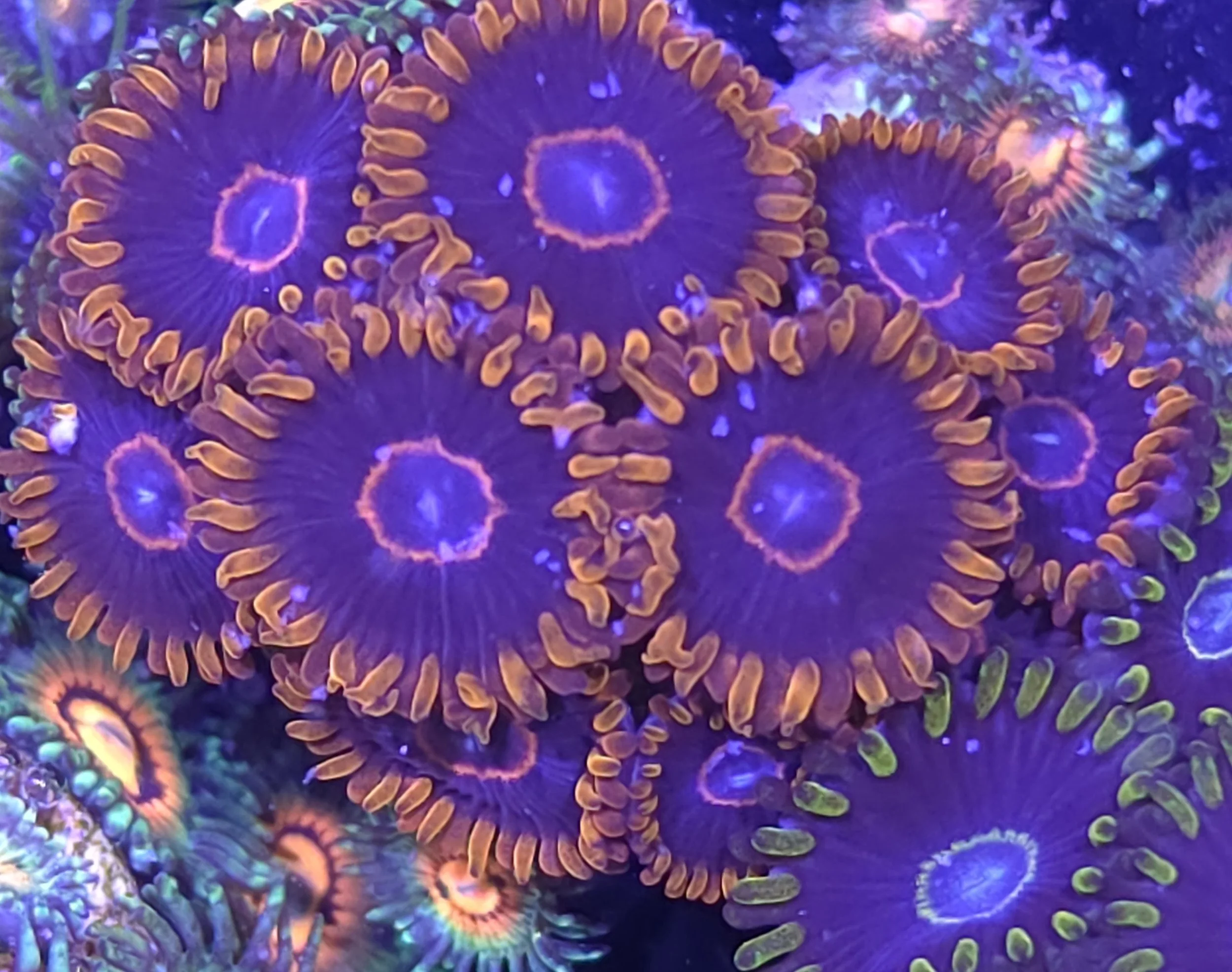 Red hornet zoas