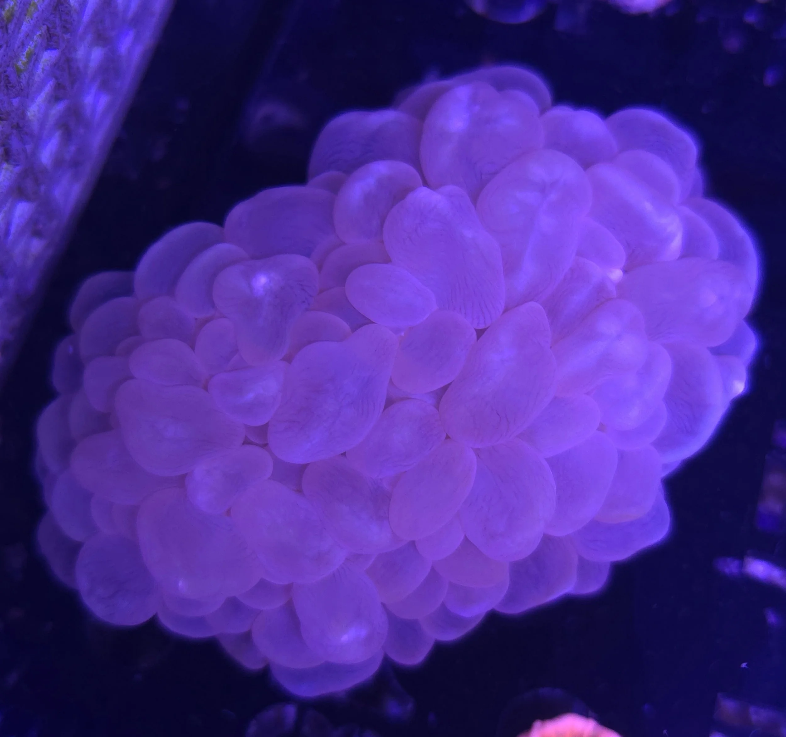 Pink bubble corals