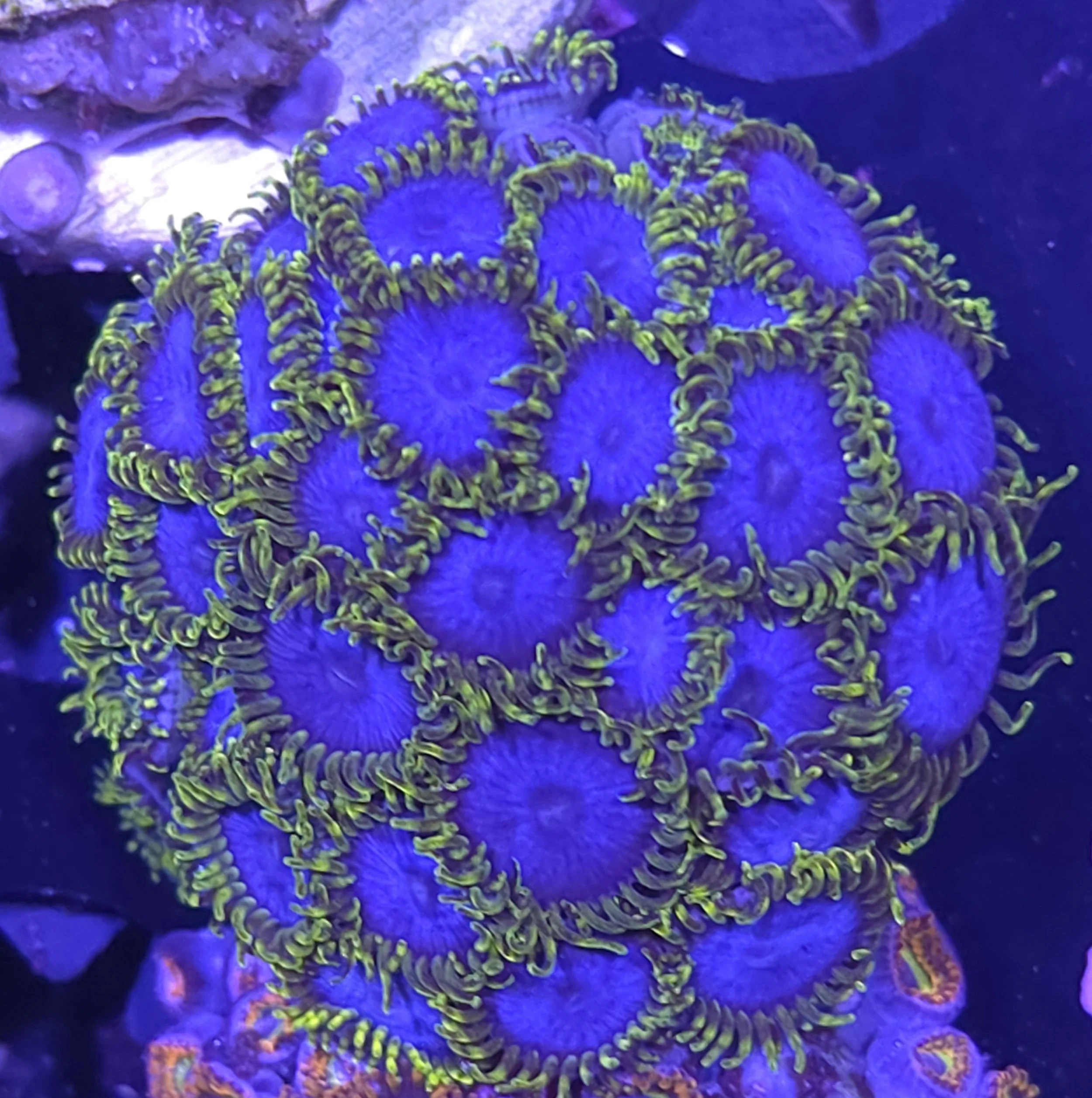 Blue phoenix zoa colony