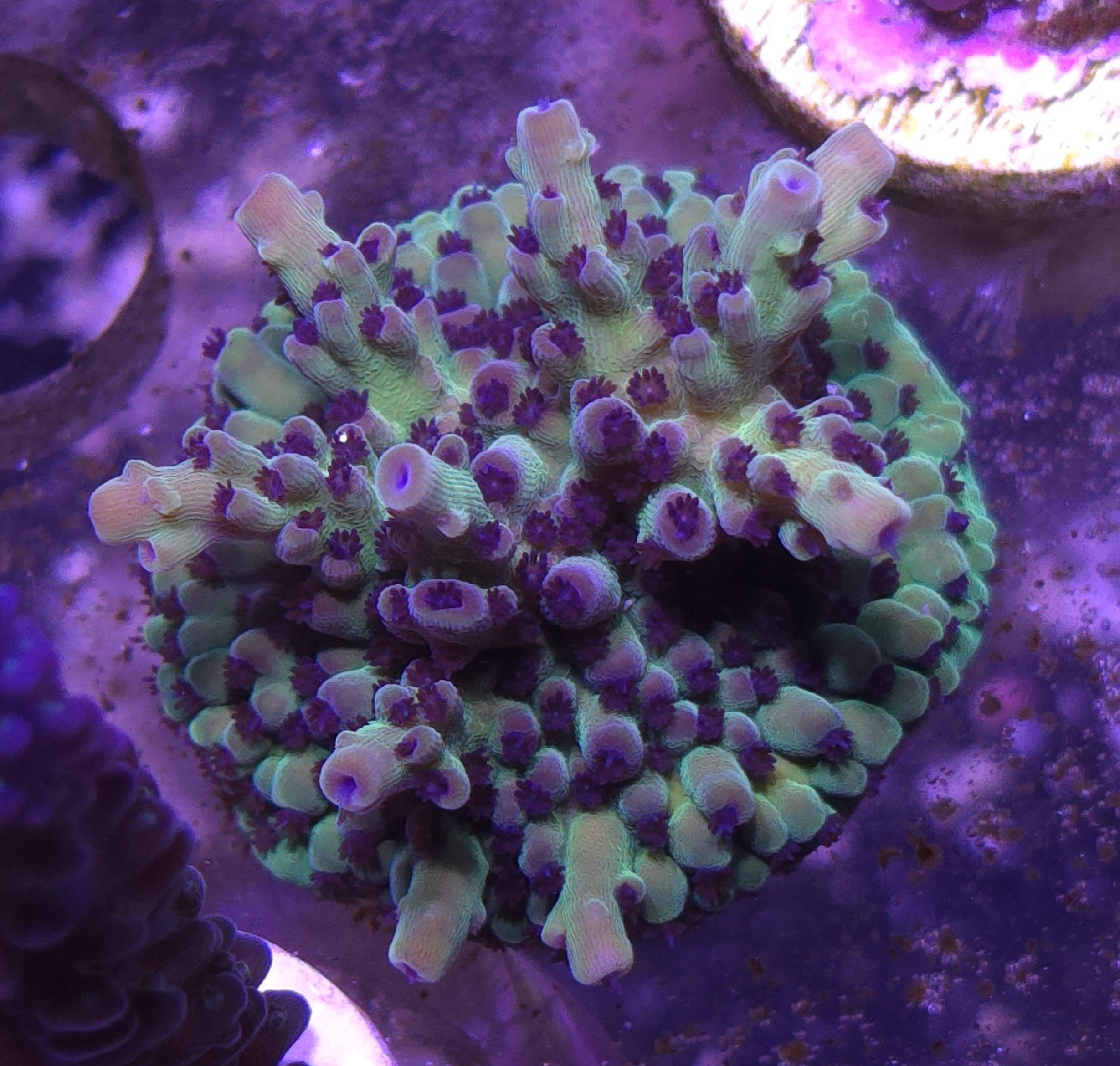 Raspberry limeade acro