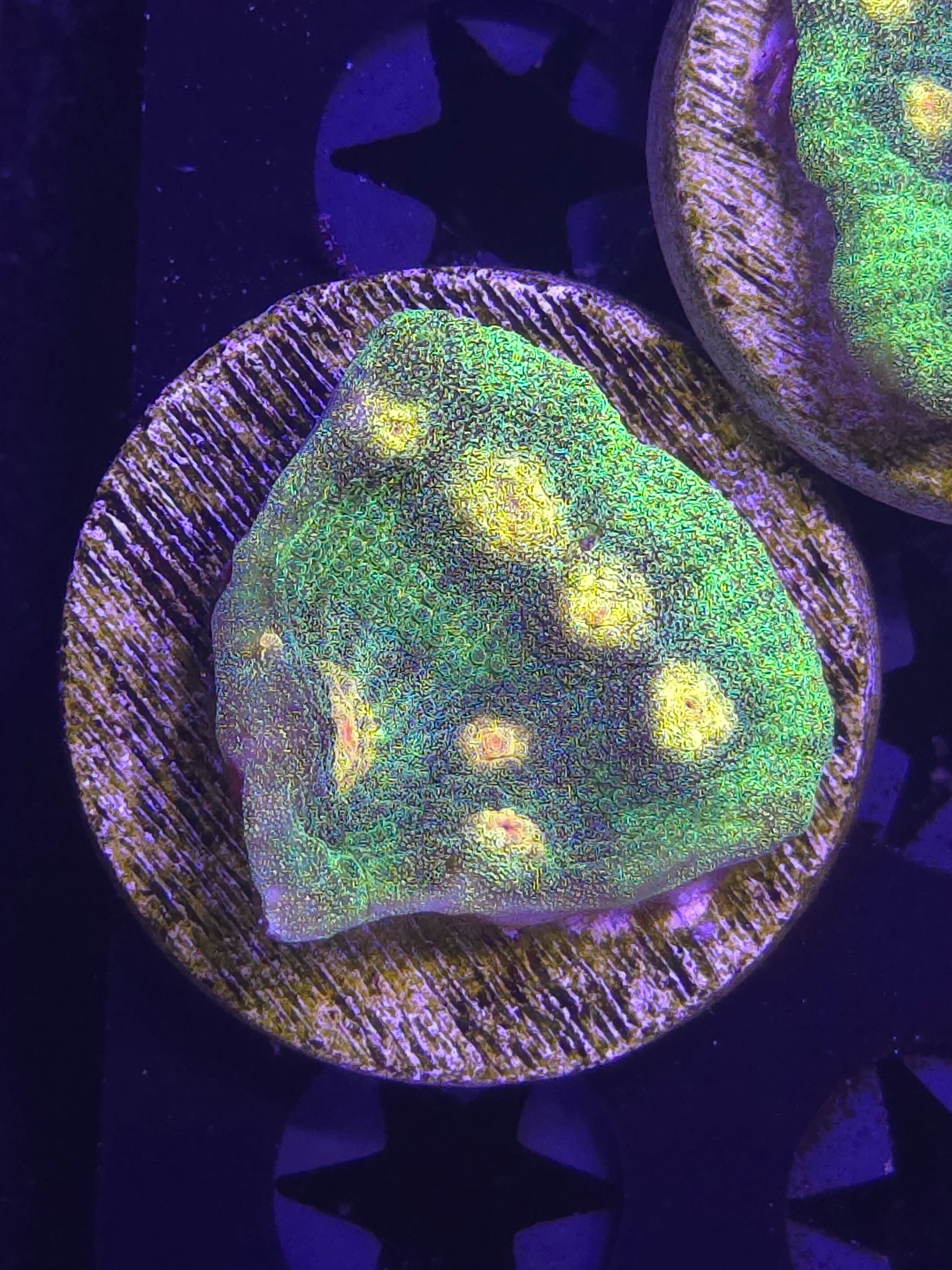 Raja rampage chalice