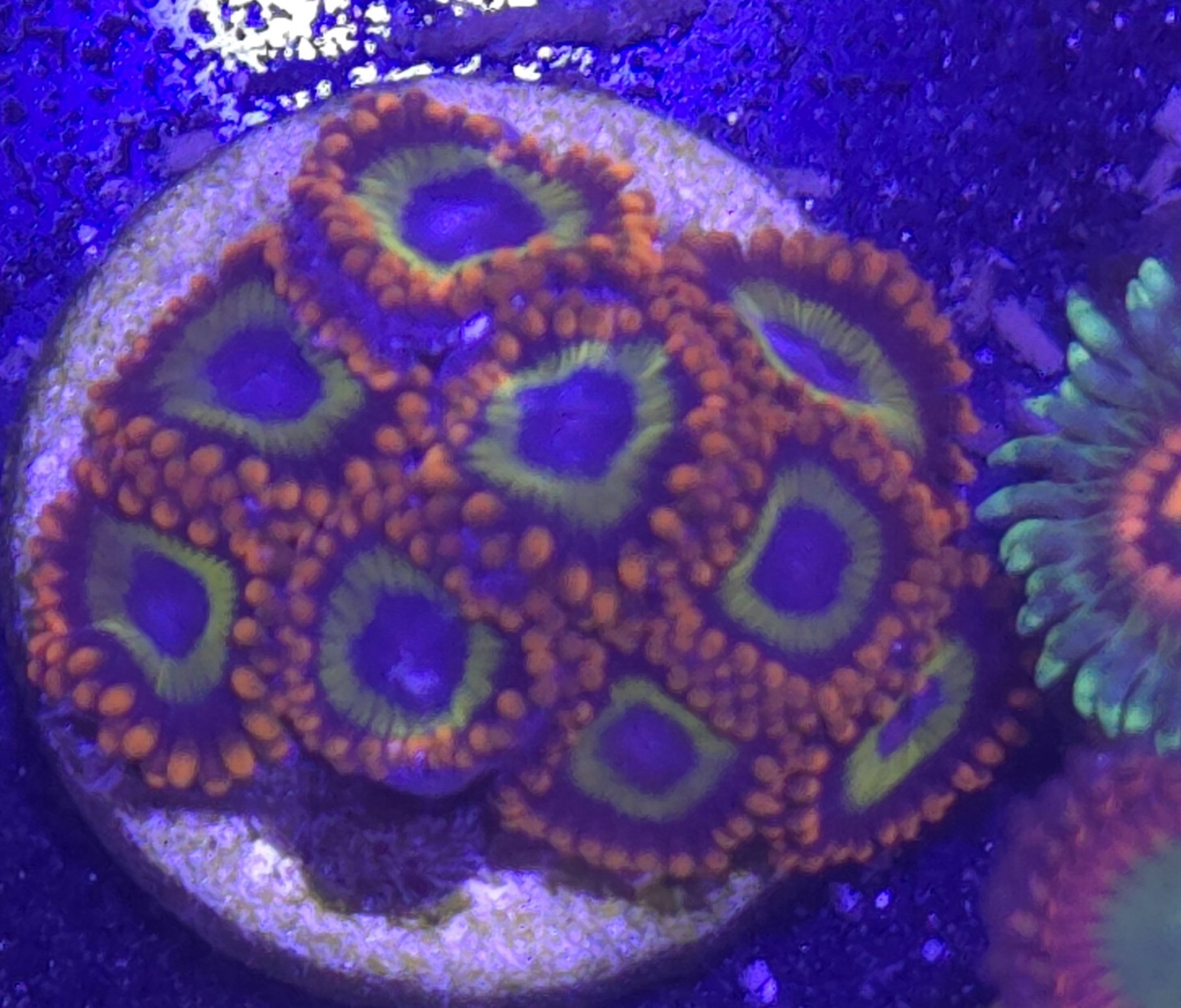Fruit loops zoas