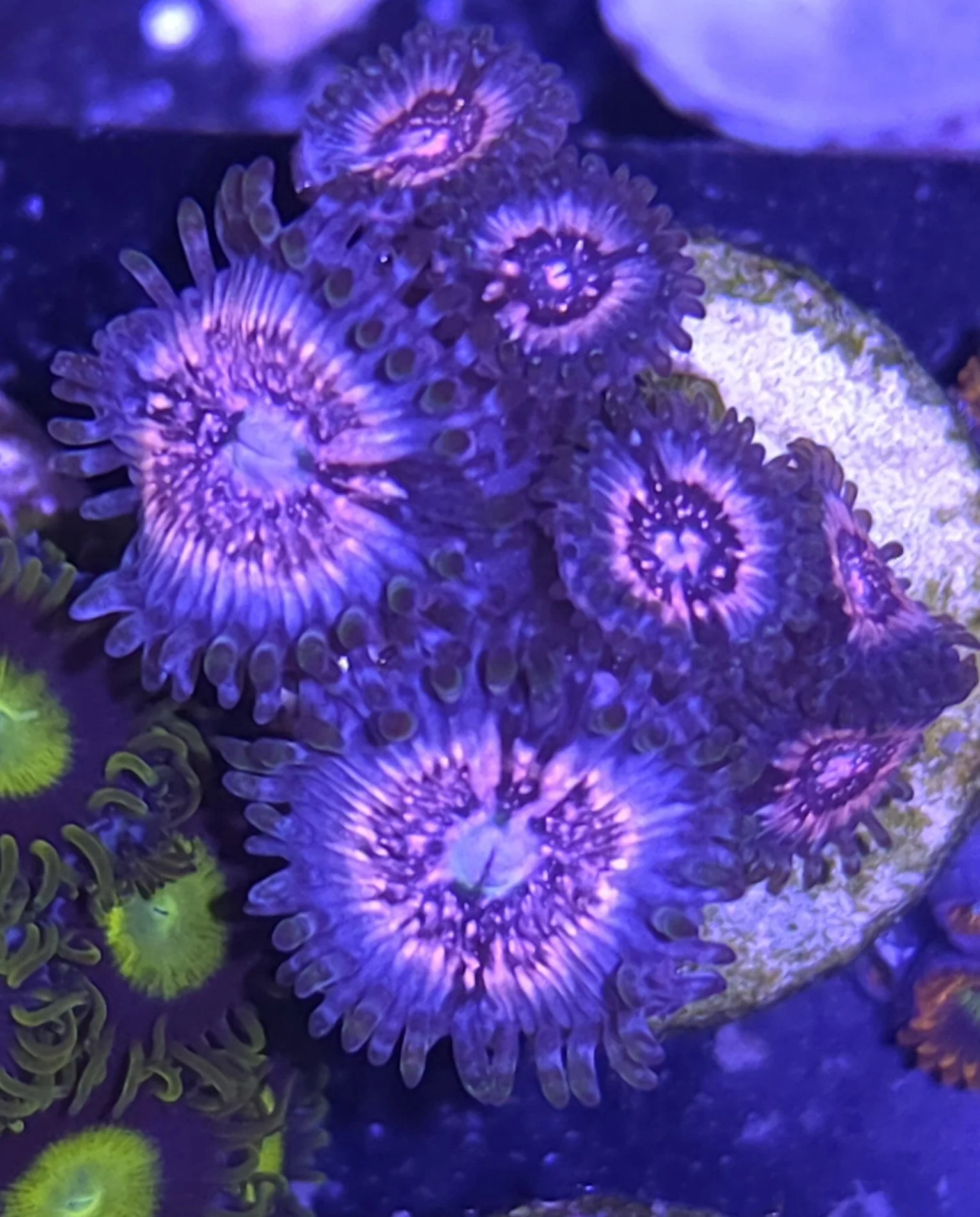 Pink zipper zoas