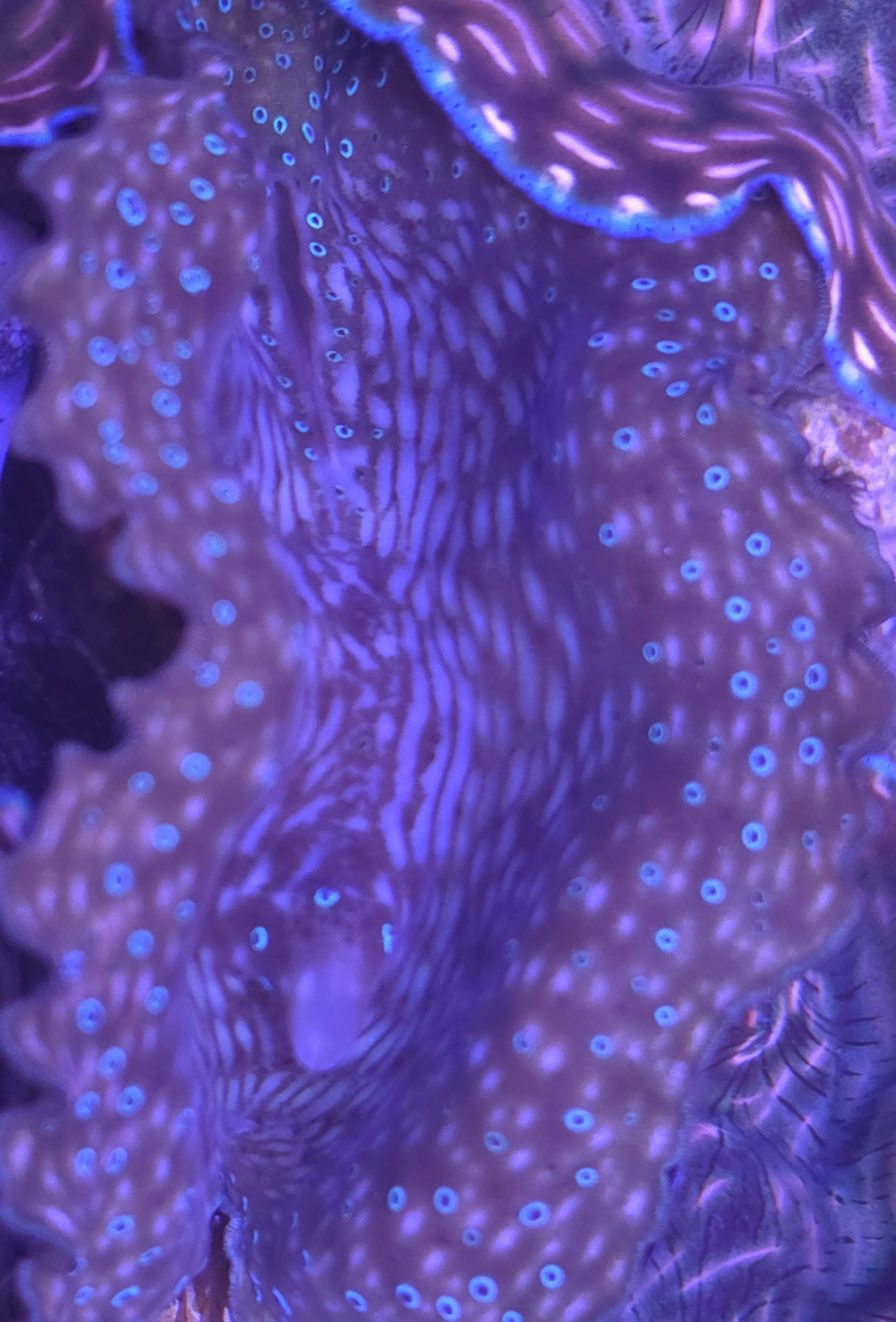 Gigas tridacna clam