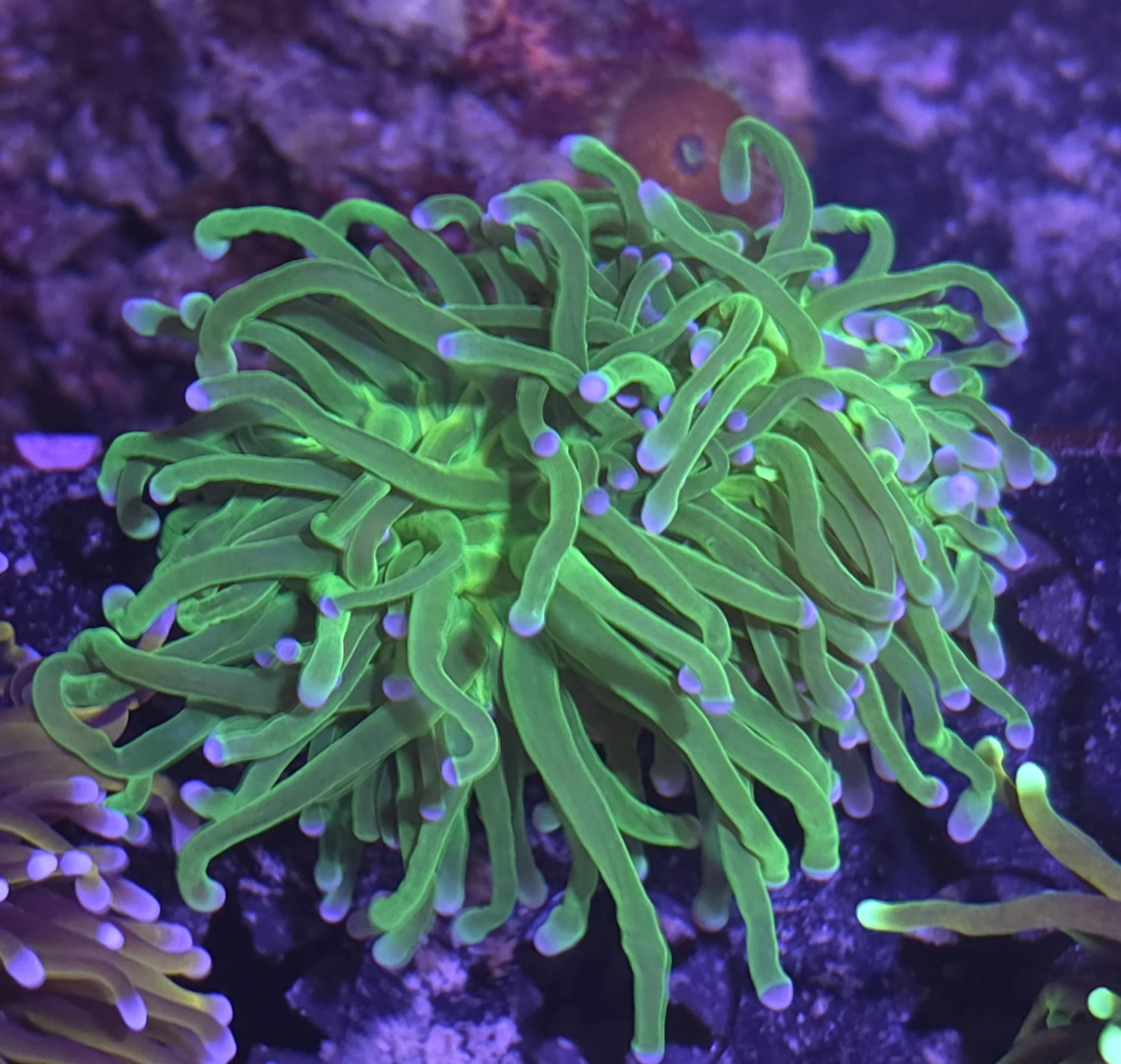Neon green torch