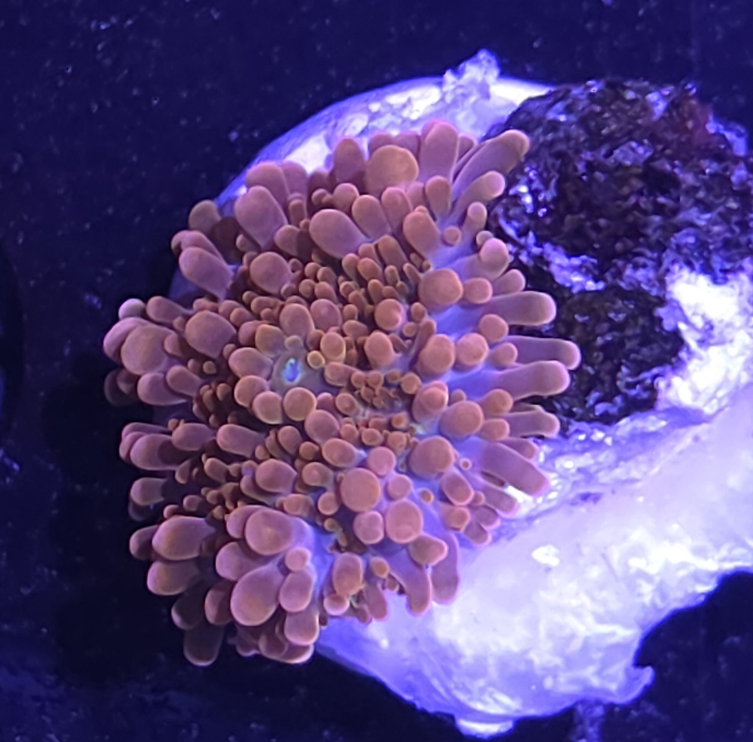 28827.jpg