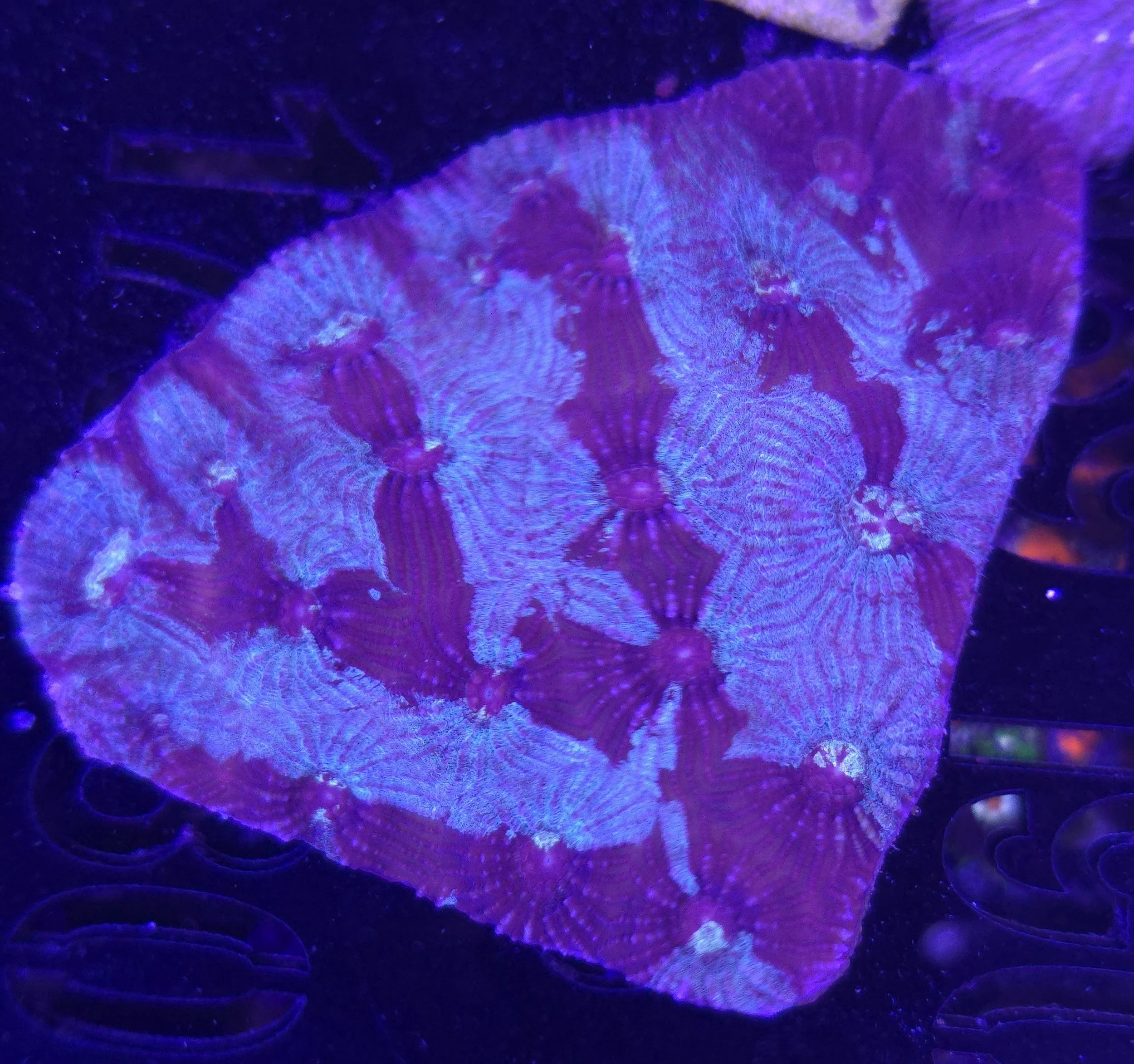 Marbled favia colony