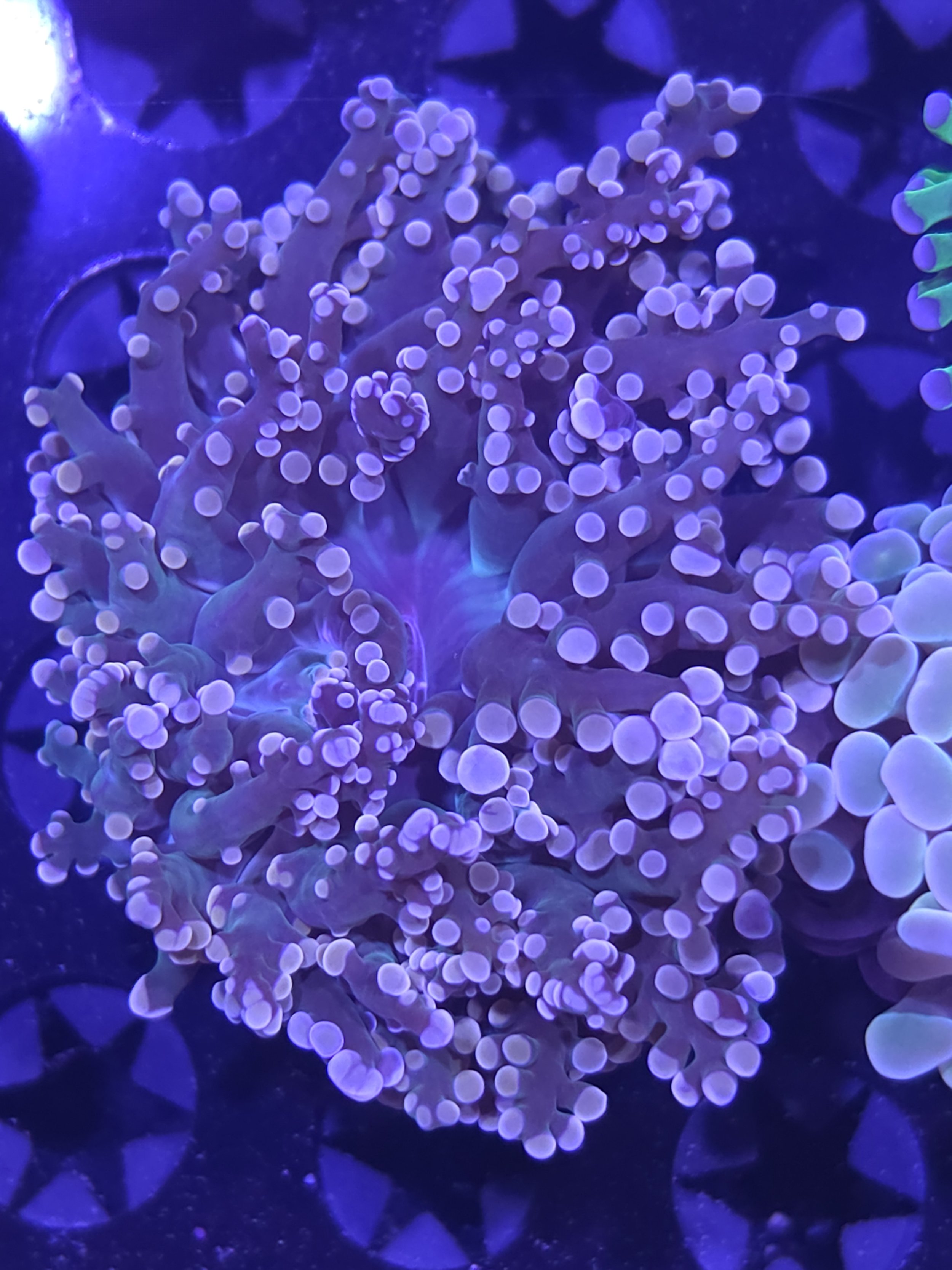 Green mouth gold frogspawn