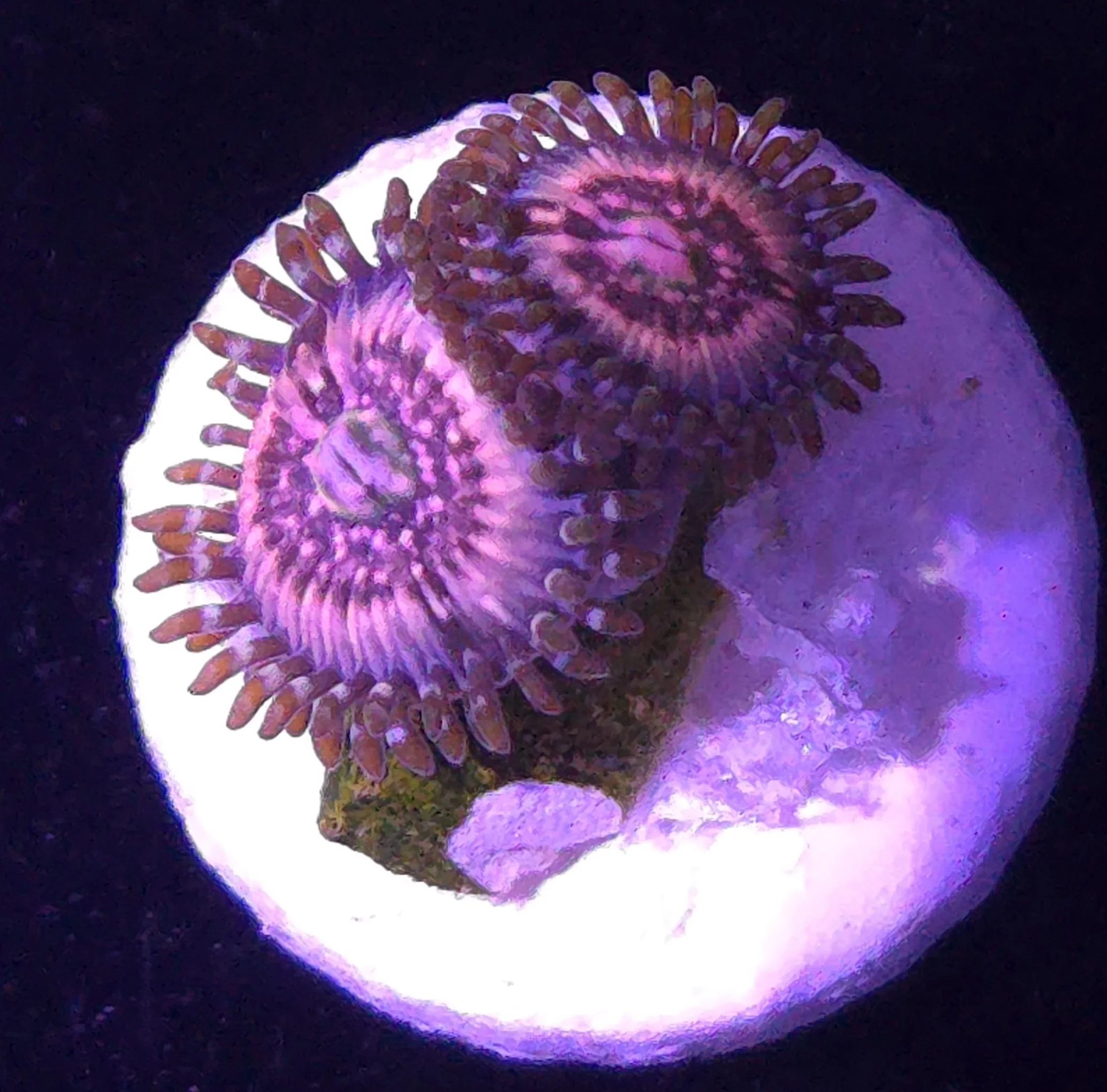 Pink Zipper zoas