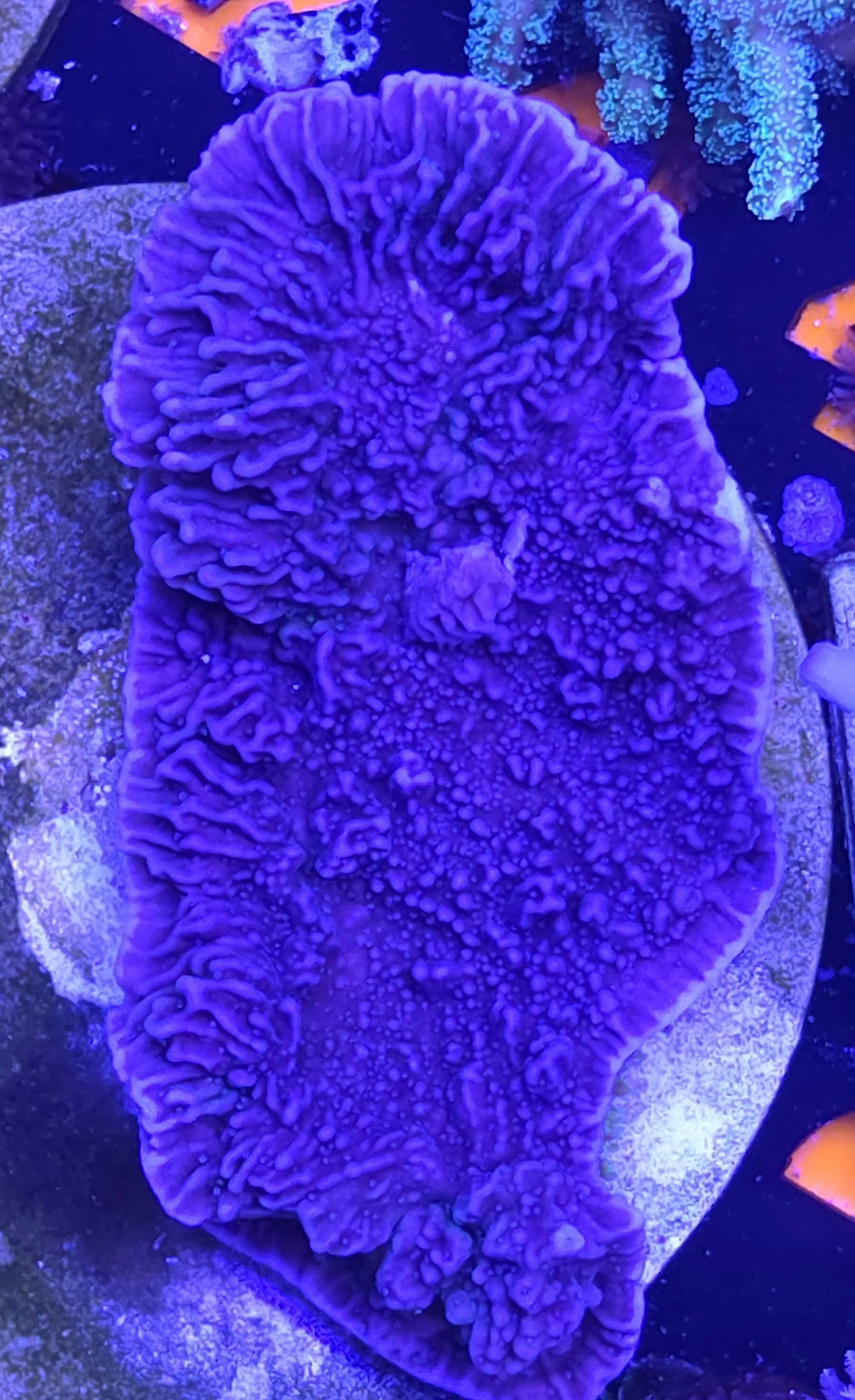 Idaho grape montipora