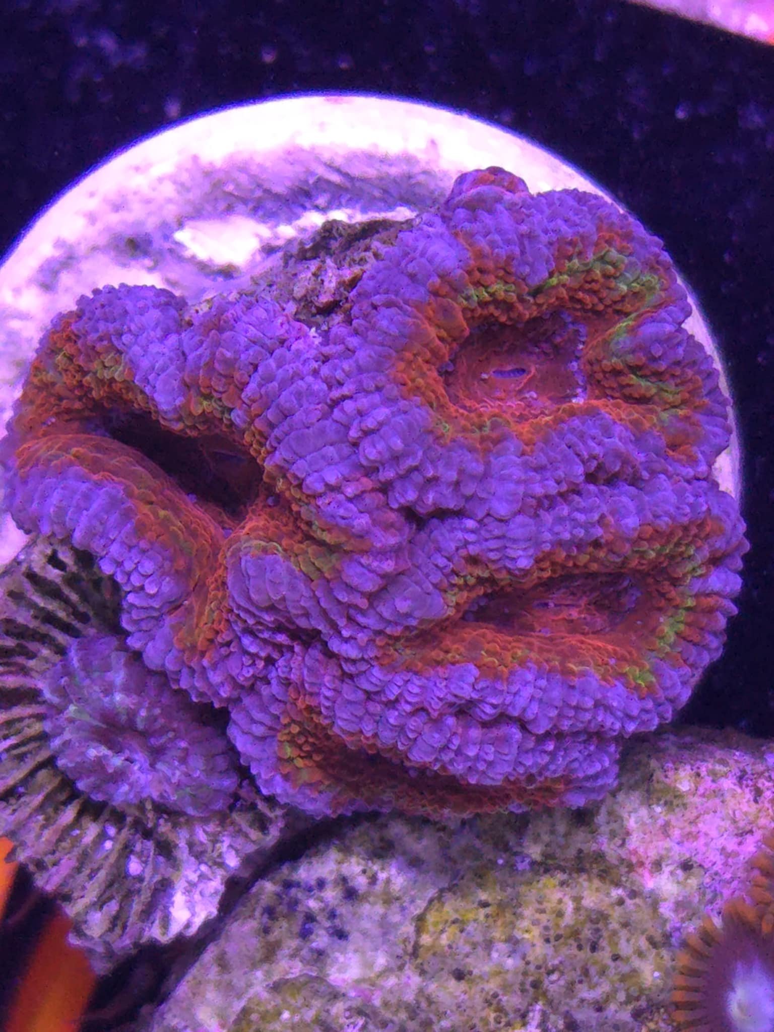 Rainbow Acan