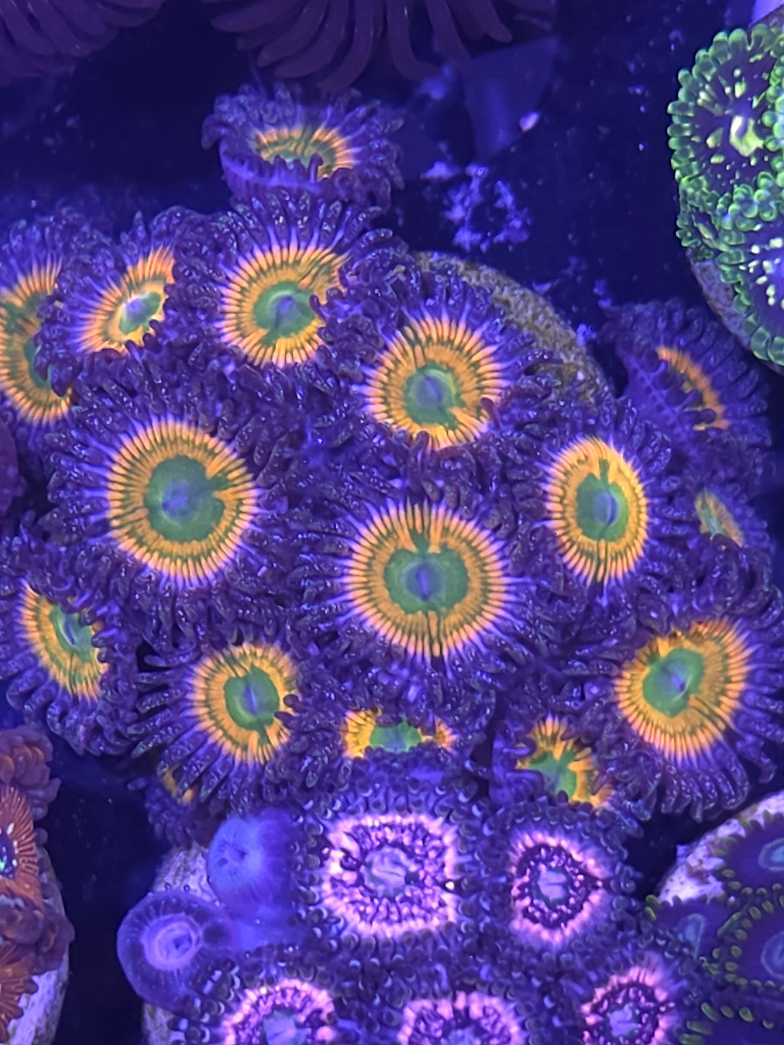 Sunny D zoa