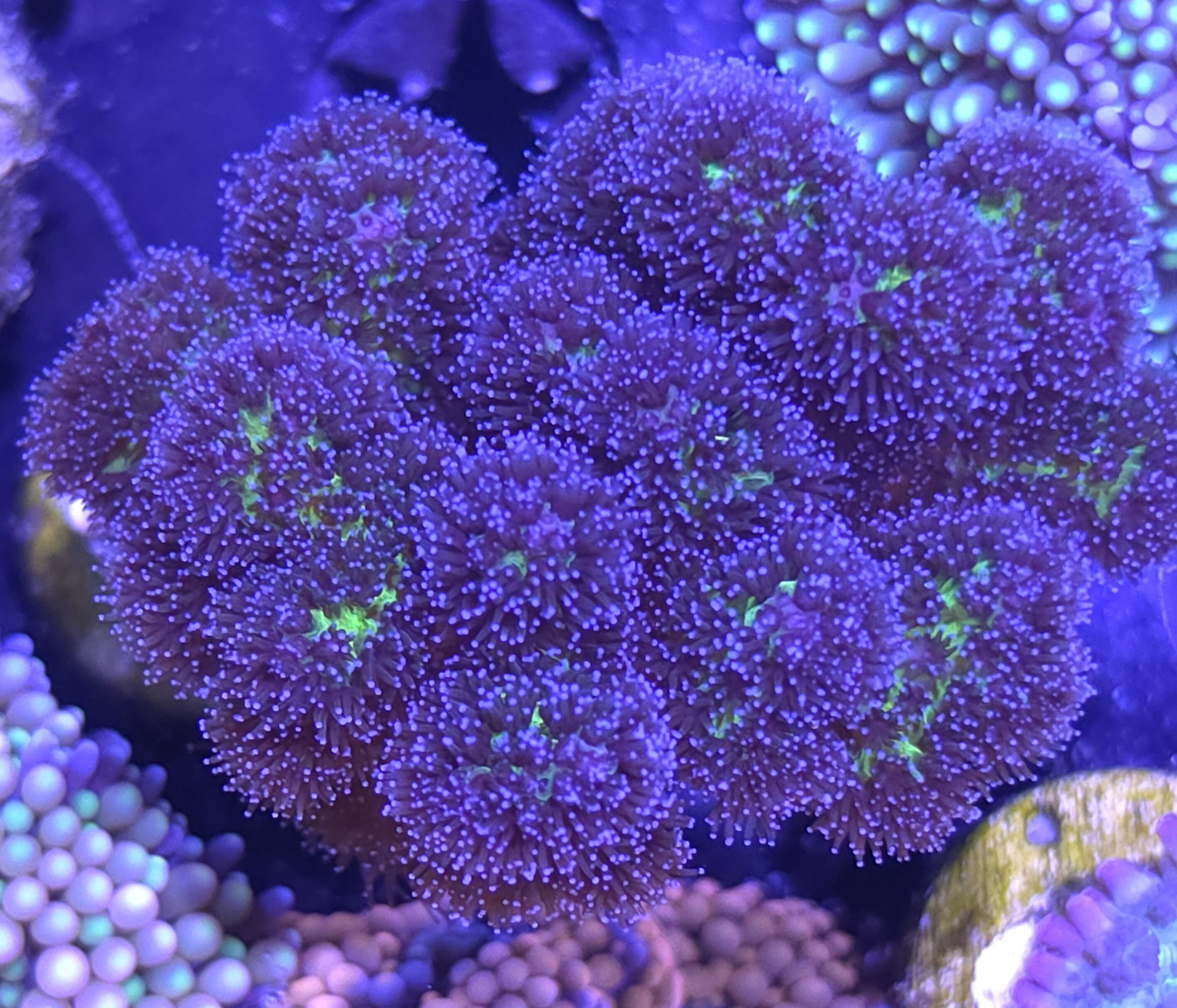 Purple pocillopora