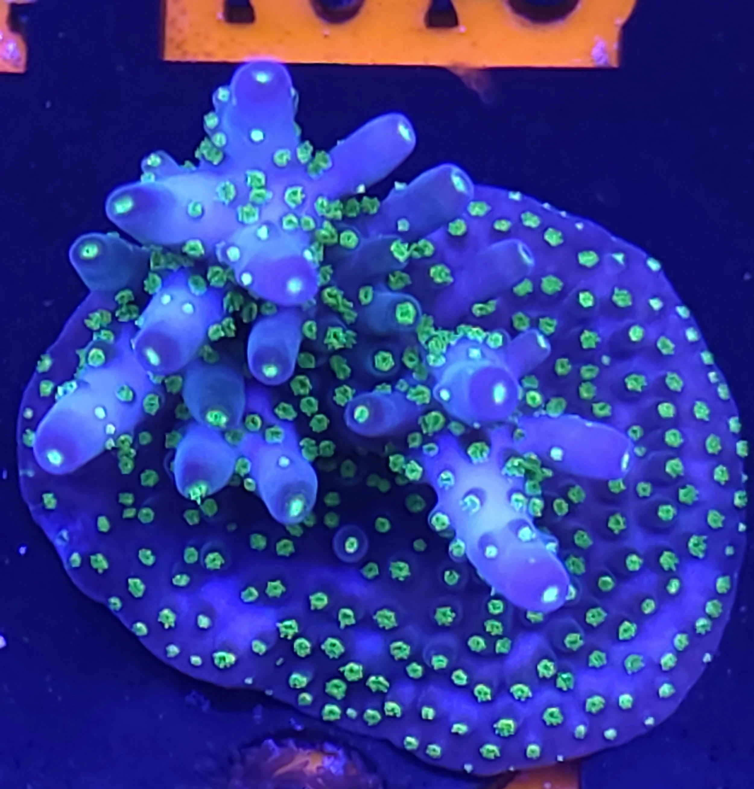 Bonsai acropora