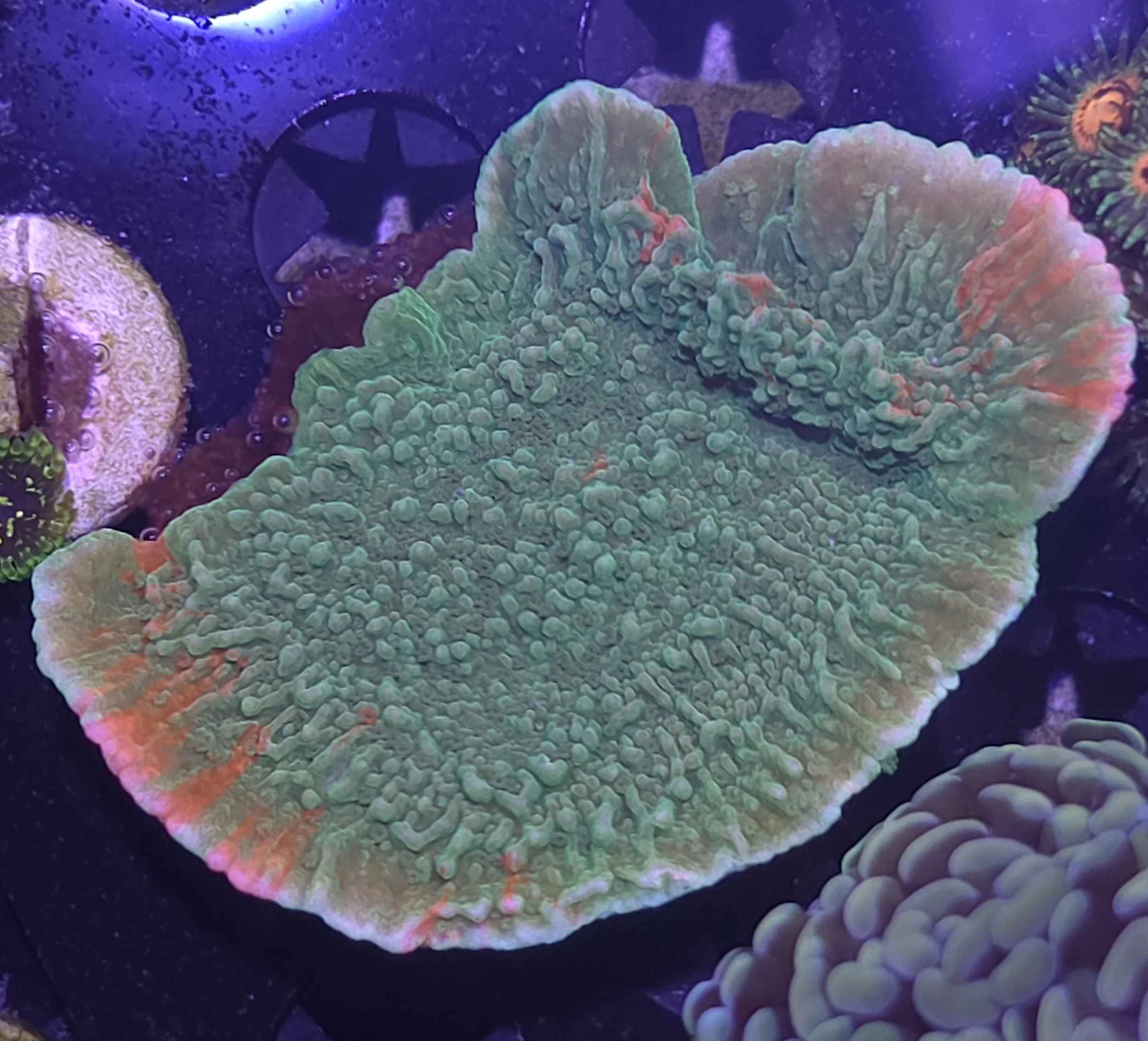 Grafted montipora