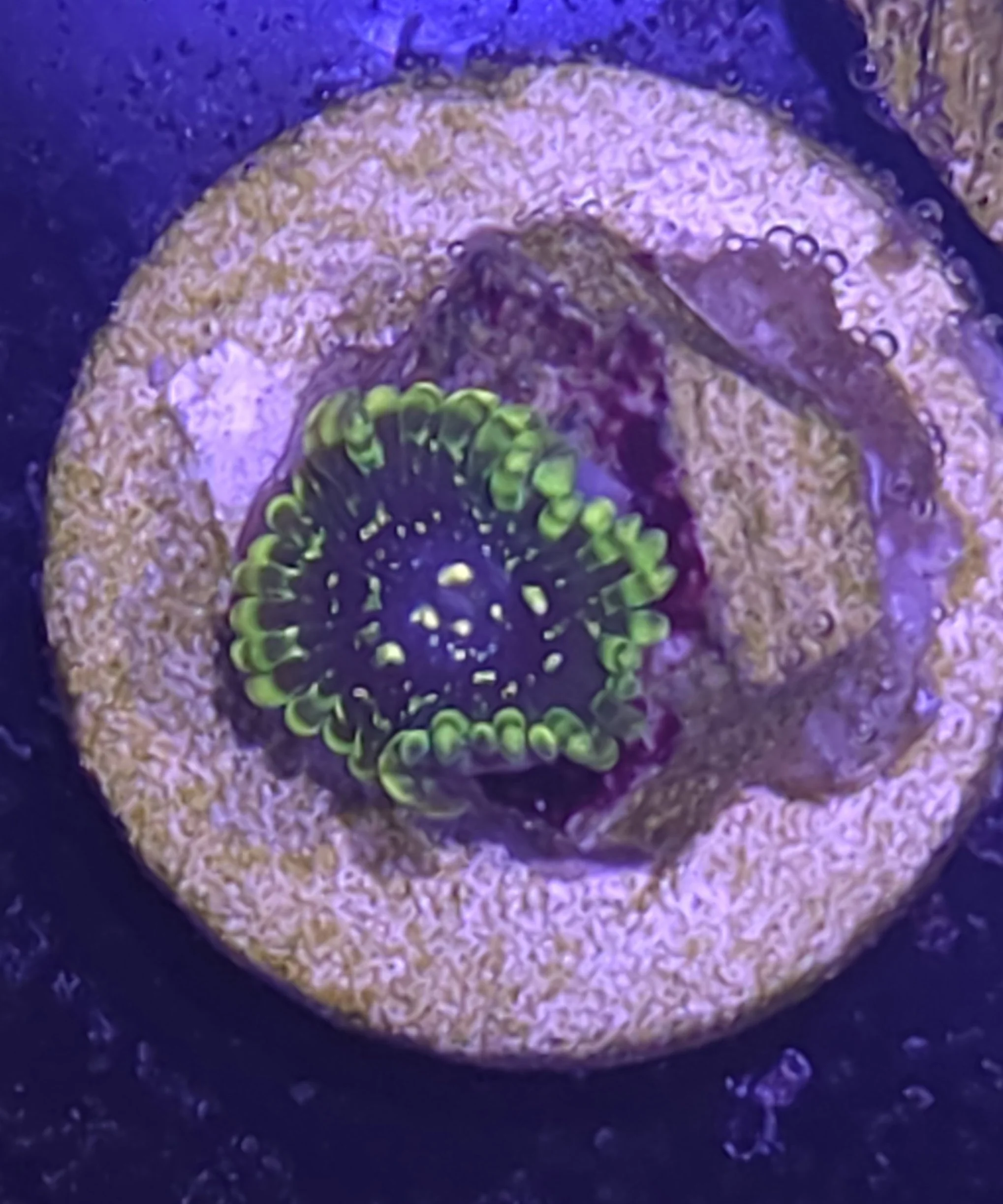 Exosphere zoa