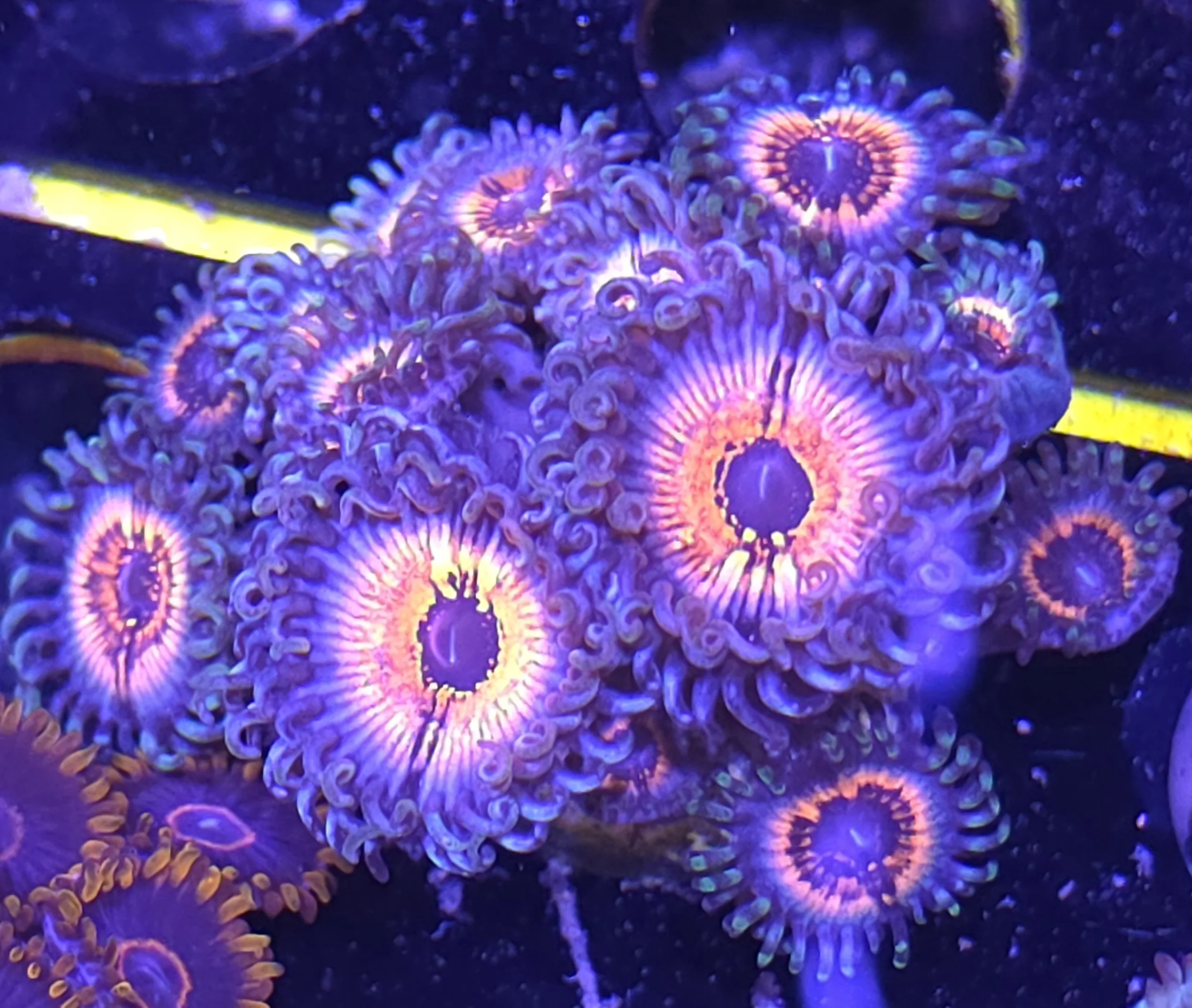 Devils armor zoas