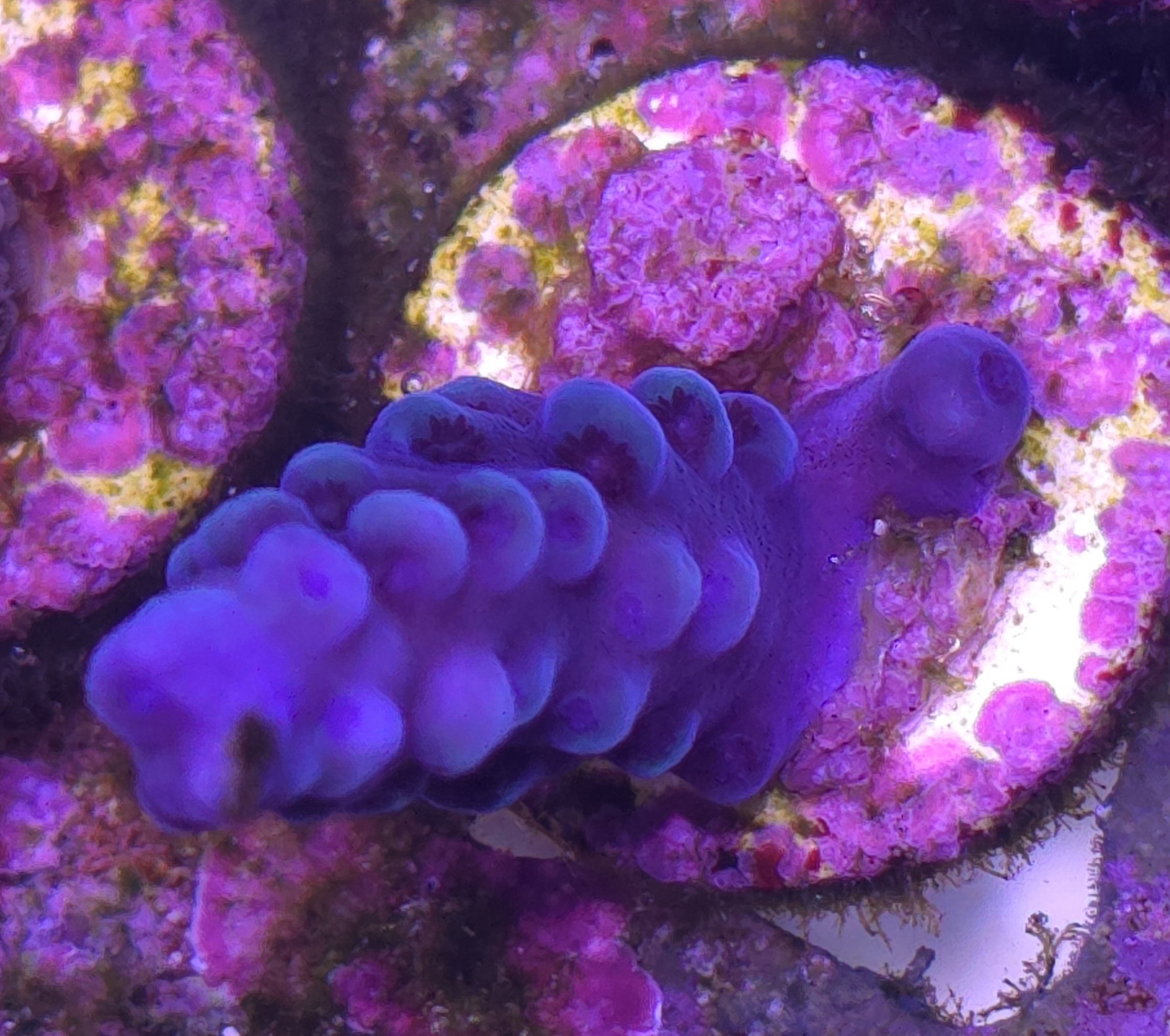 Oregon Blue Tort Acropora