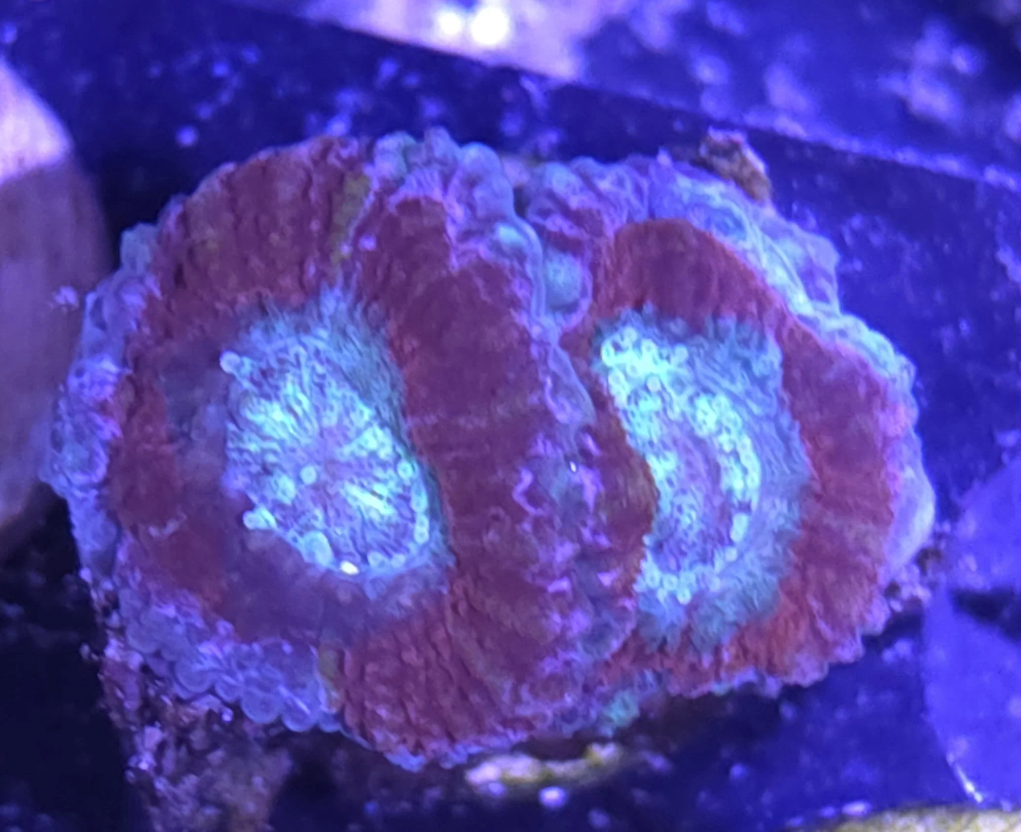Asian acan