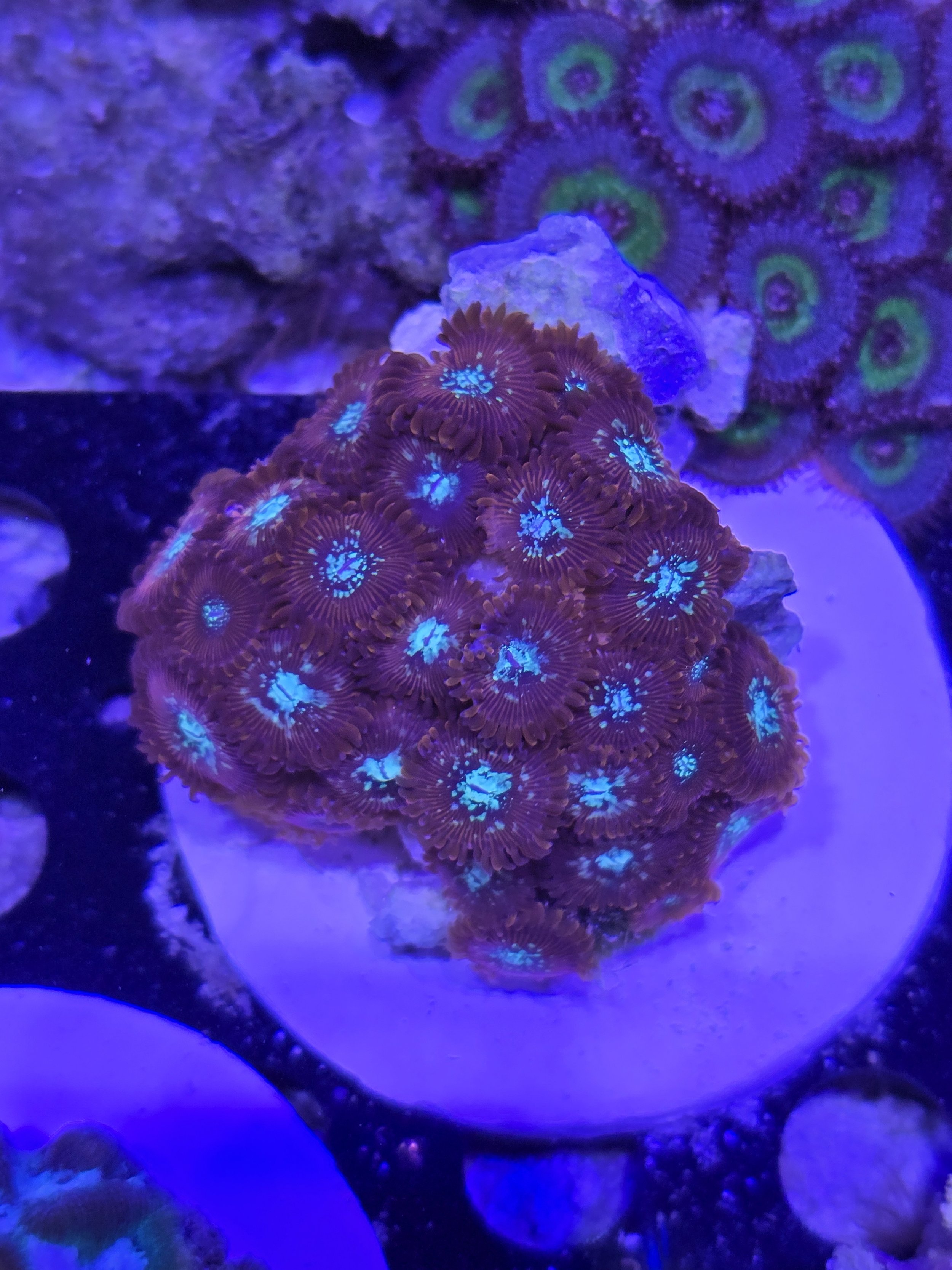 Magician zoa colony