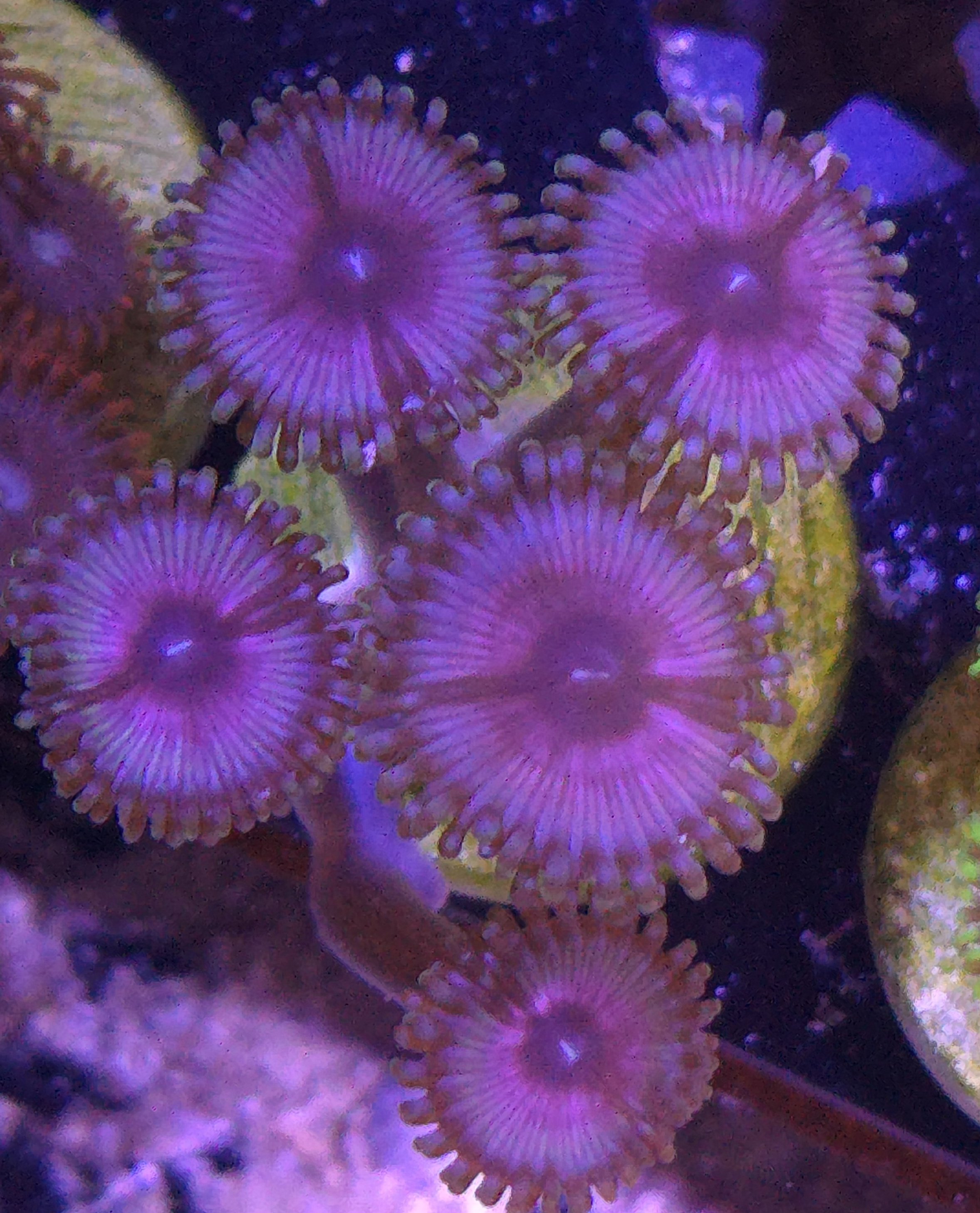 Hibiscus zoa