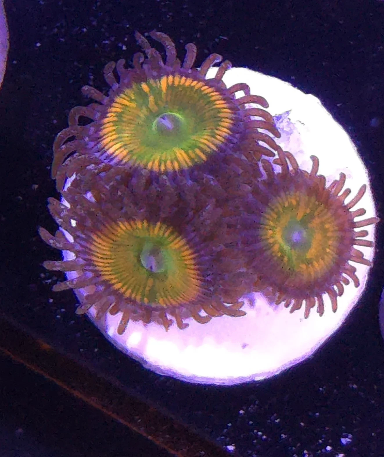 Sunny D zoa