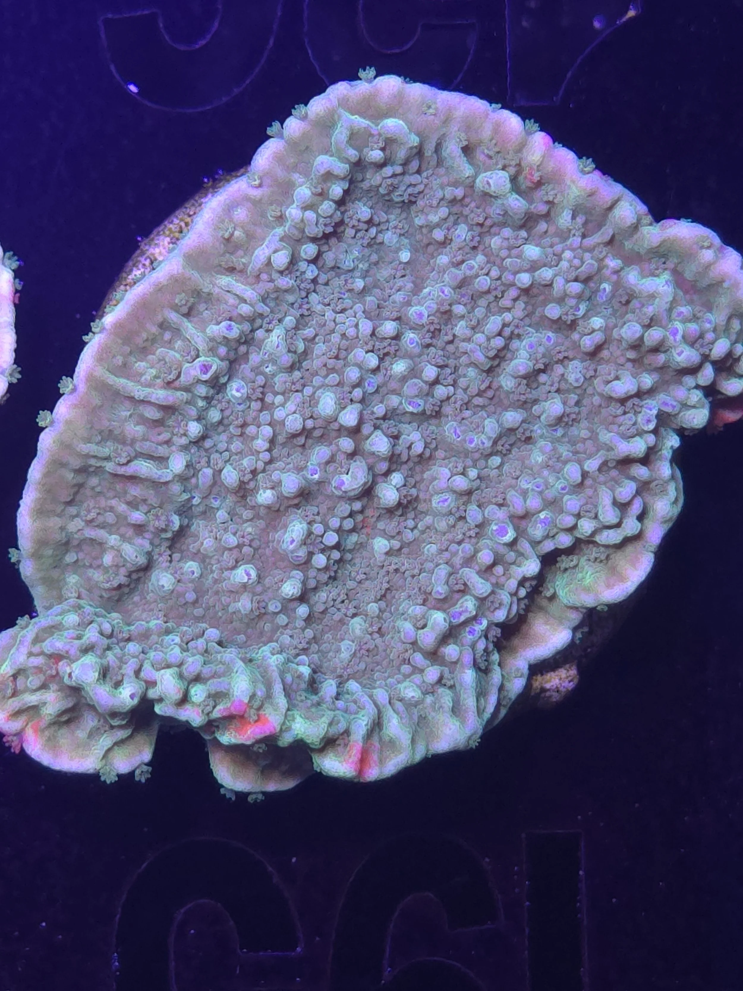 Grafted Montipora