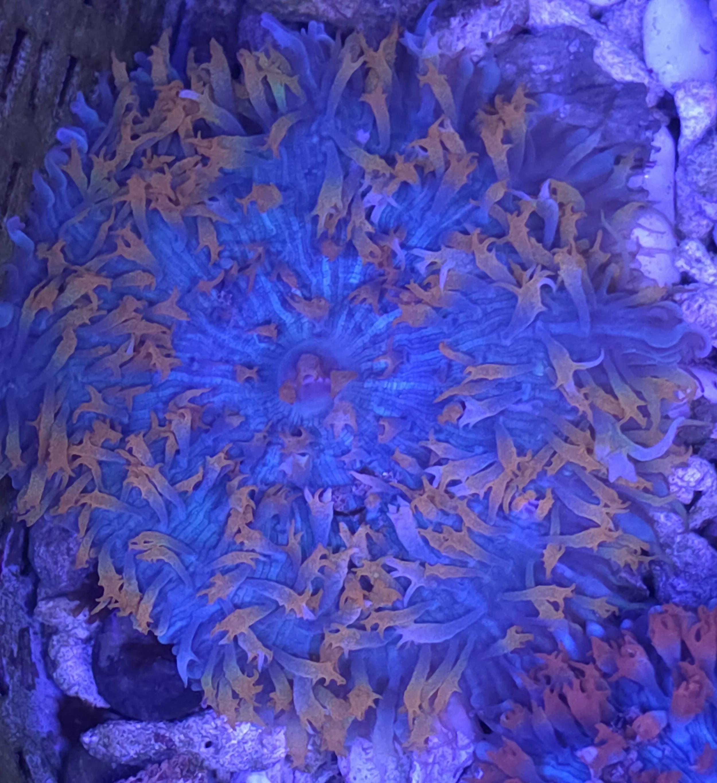 Rainbow st thomas mushroom Xl