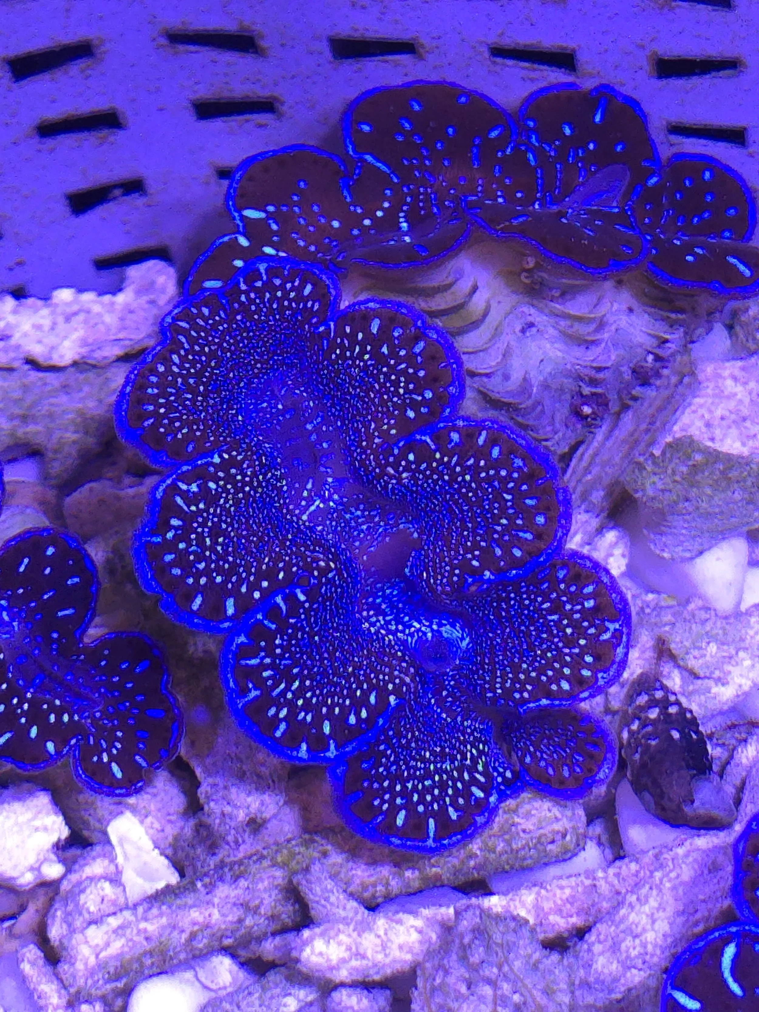 Super neon blue spot maxima clam