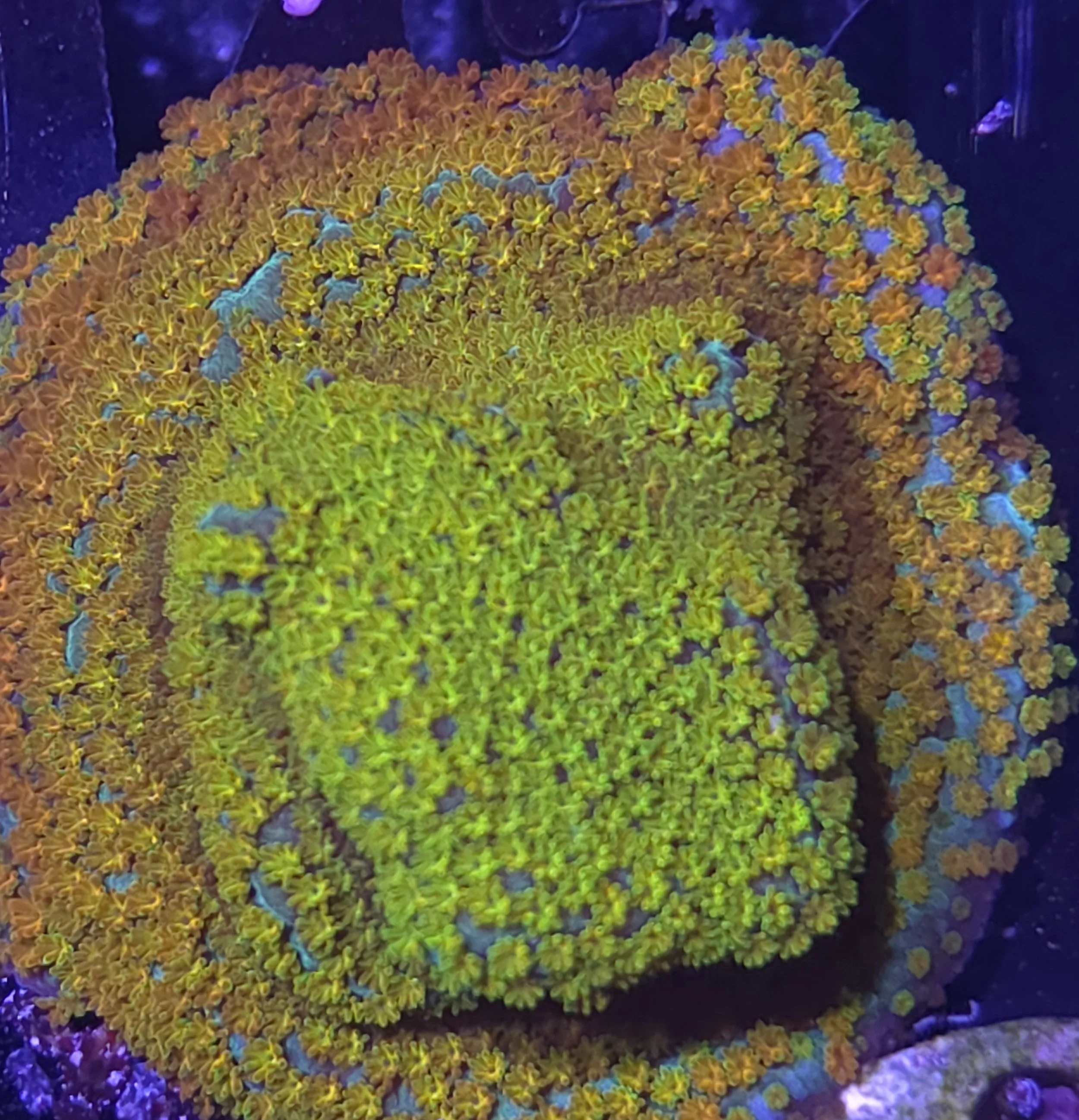Rainbow montipora
