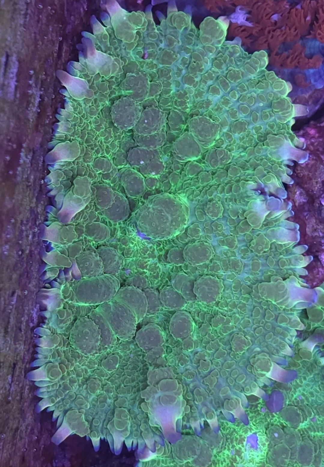 Emerald bounce mushrooms