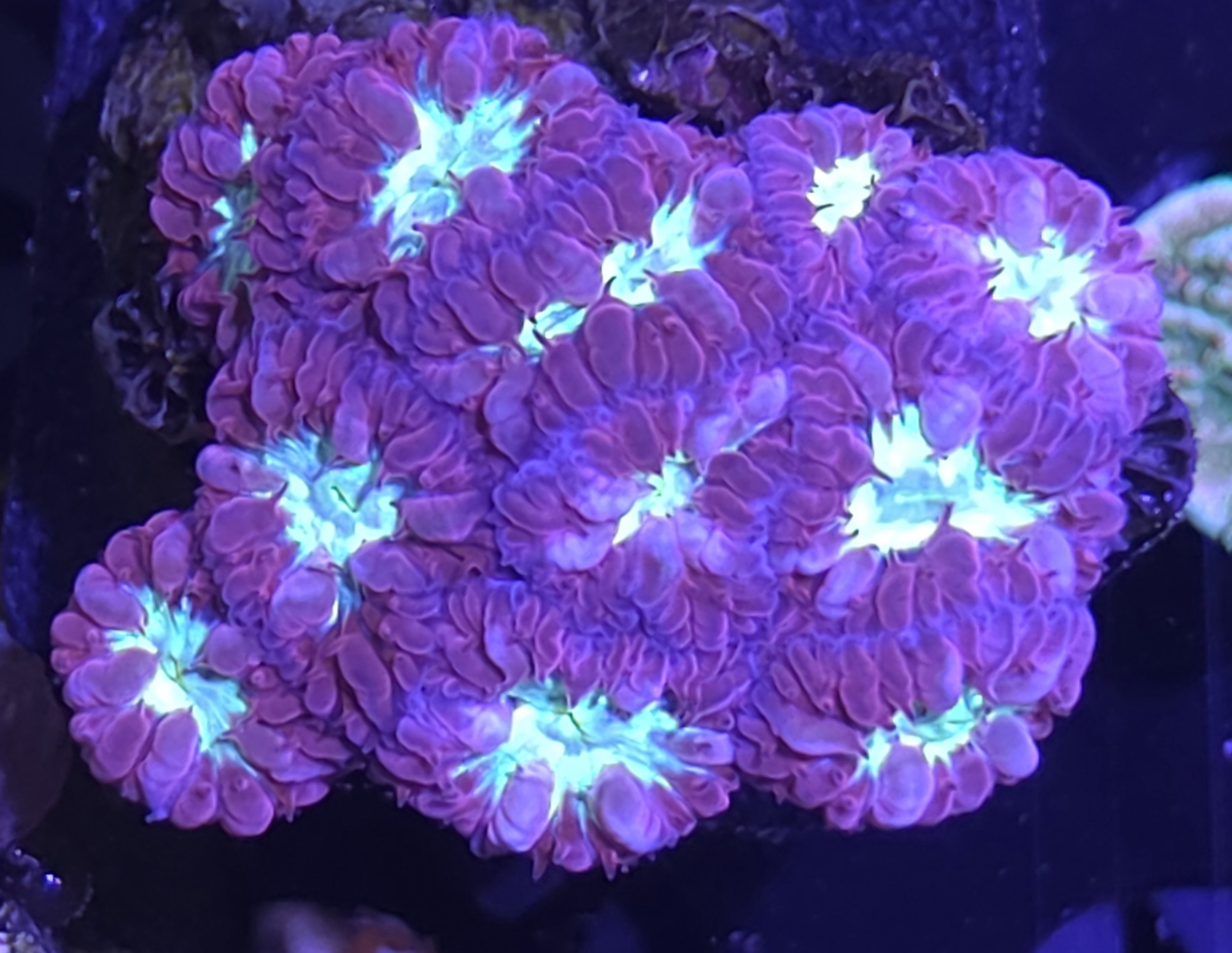 Blastomussa merletti