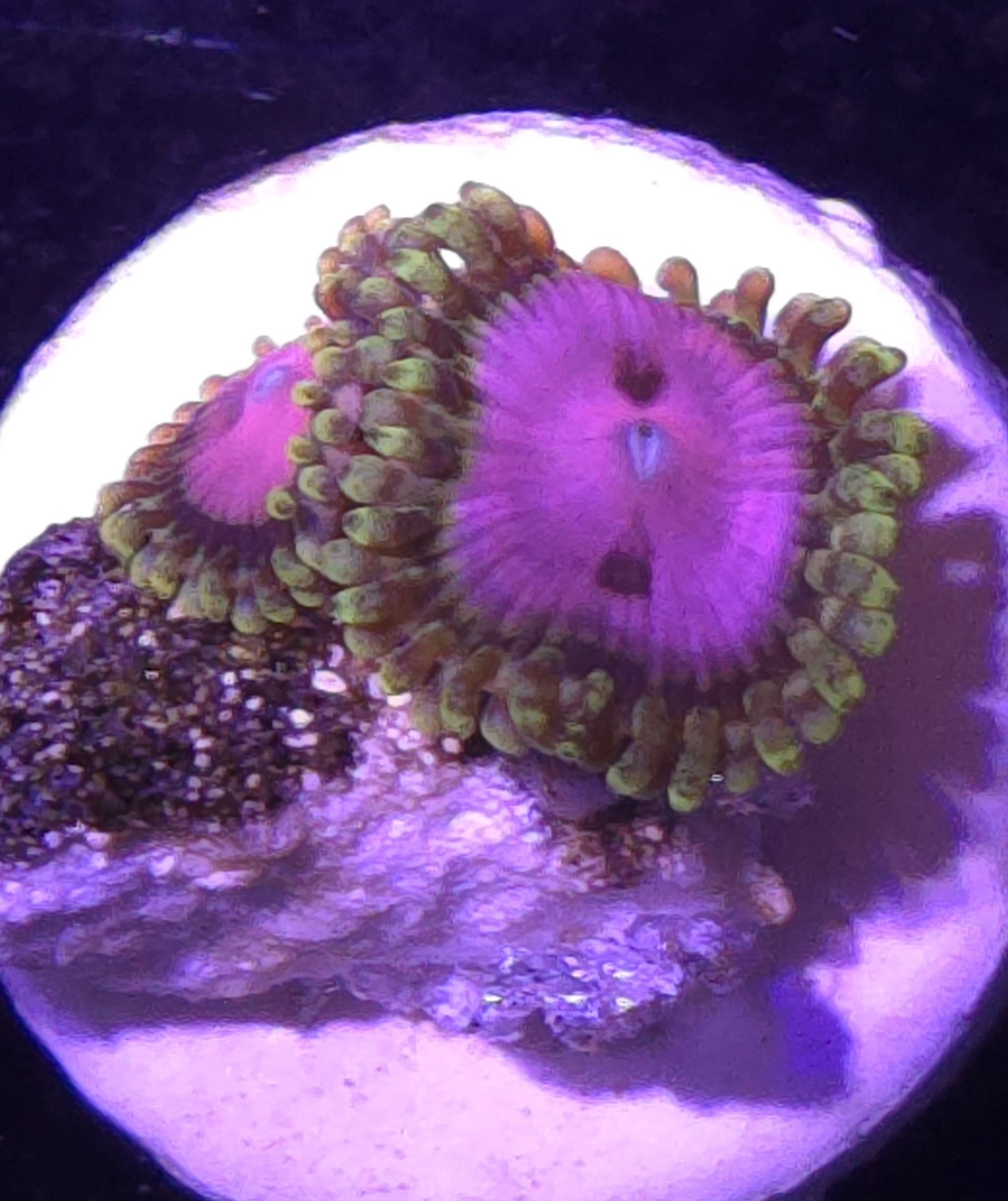 Pink Diamond zoa